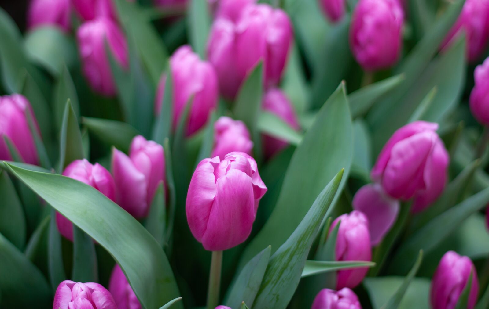 Canon EOS 450D (EOS Rebel XSi / EOS Kiss X2) + Canon EF 50mm F1.8 II sample photo. Tulip, tulips, background photography