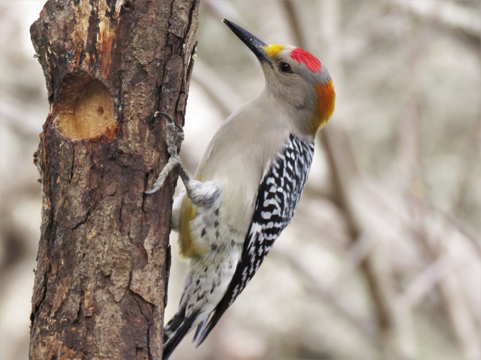 Canon PowerShot SX60 HS sample photo. Woodpecker, bird, wildlife photography