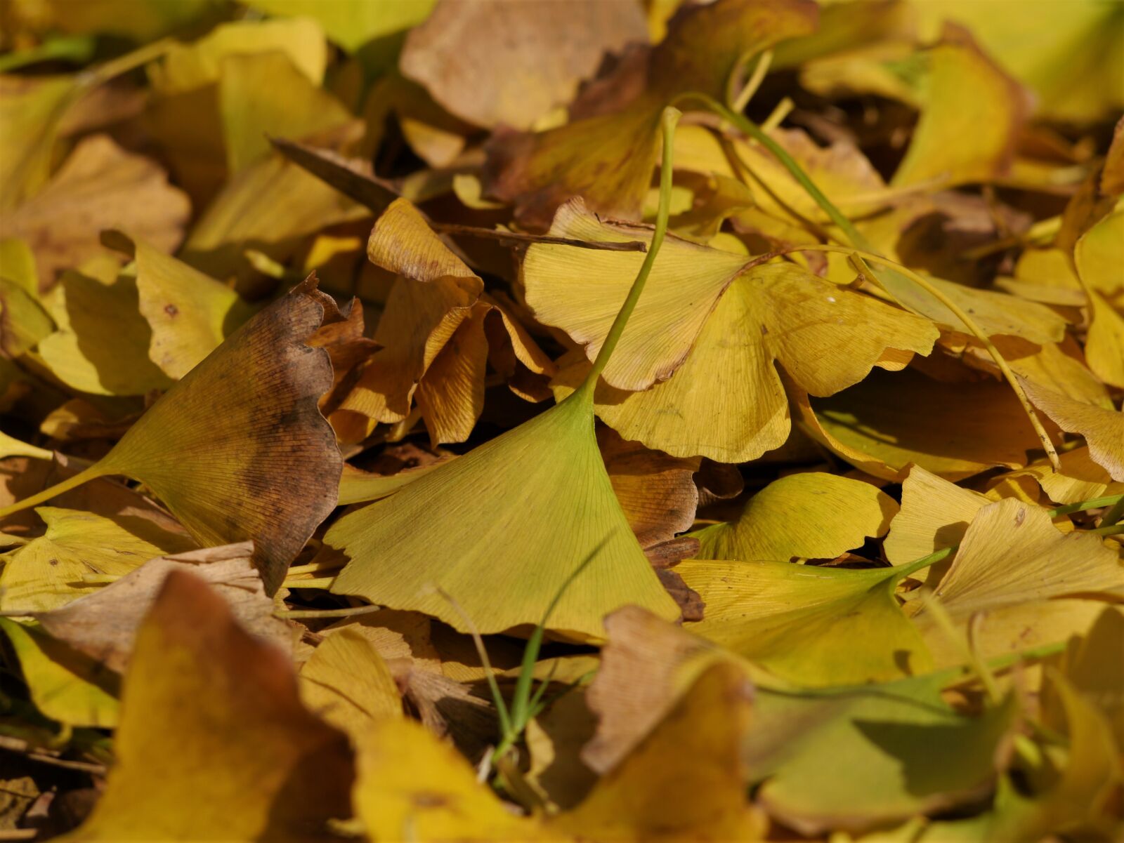 Panasonic Lumix DMC-GX1 sample photo. Fallen leaves, yellow leaves photography