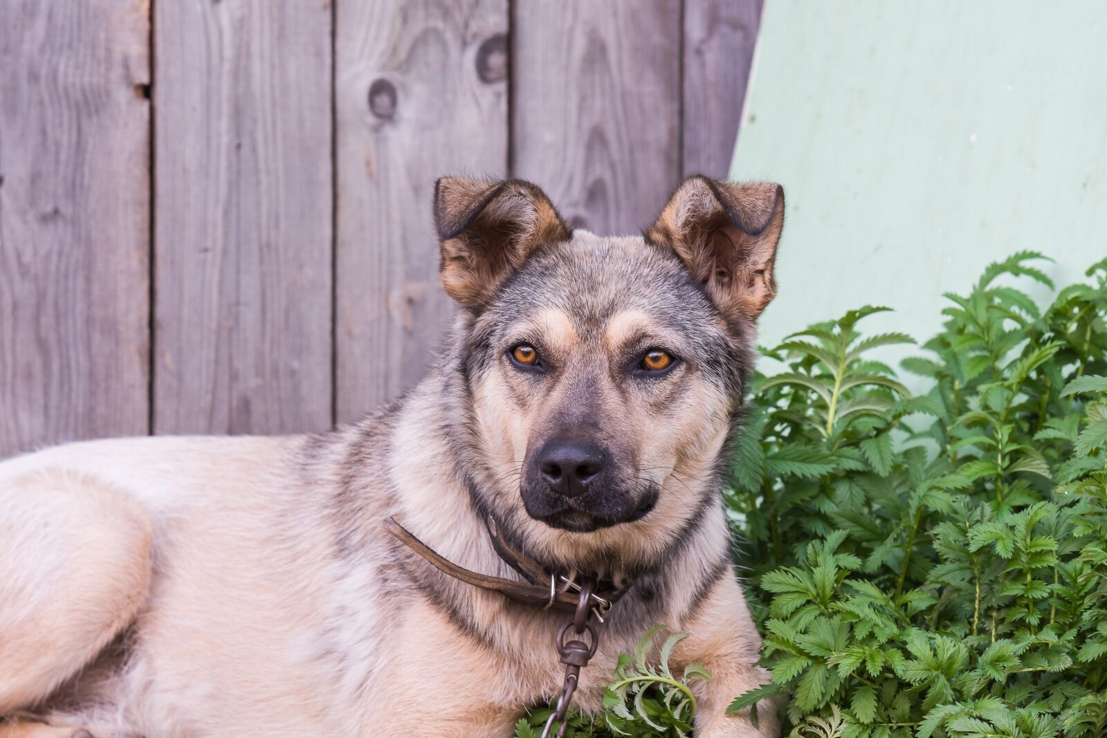 Nikon D7200 sample photo. Dog, animals, puppy photography