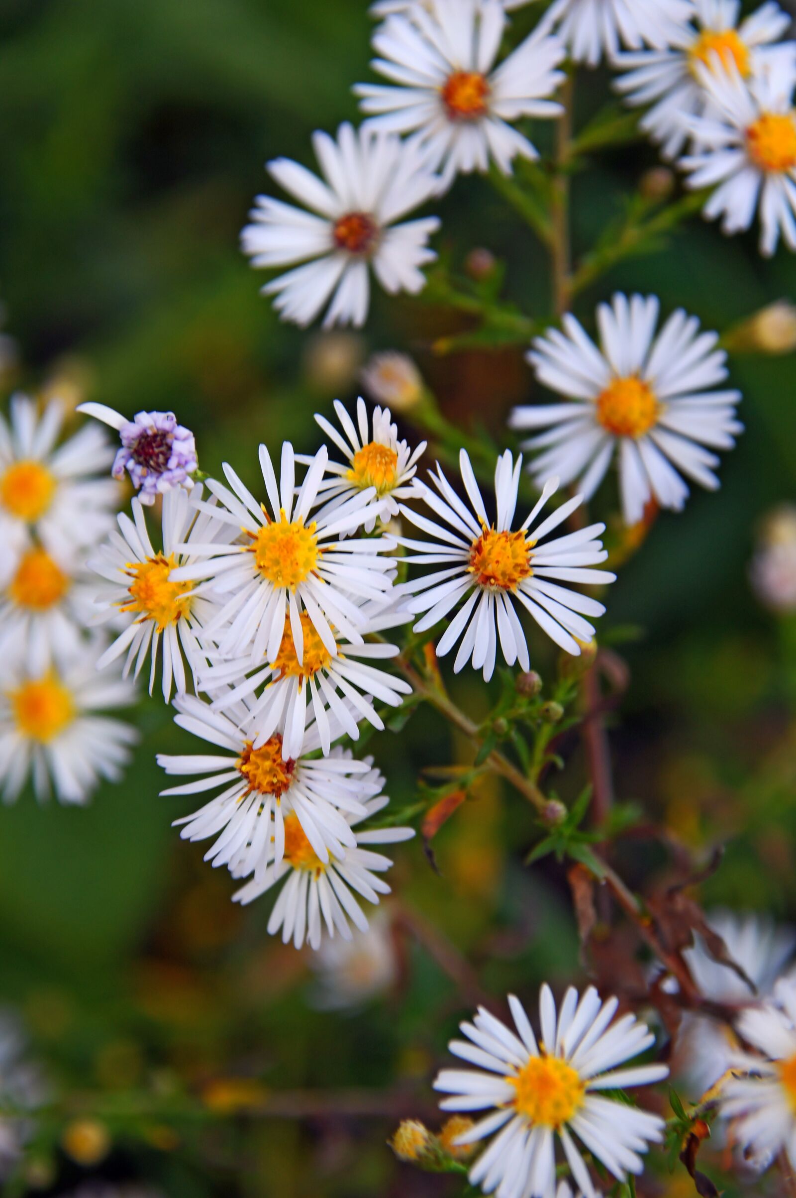 Nikon D3200 sample photo. Chamomile, flower, white flower photography