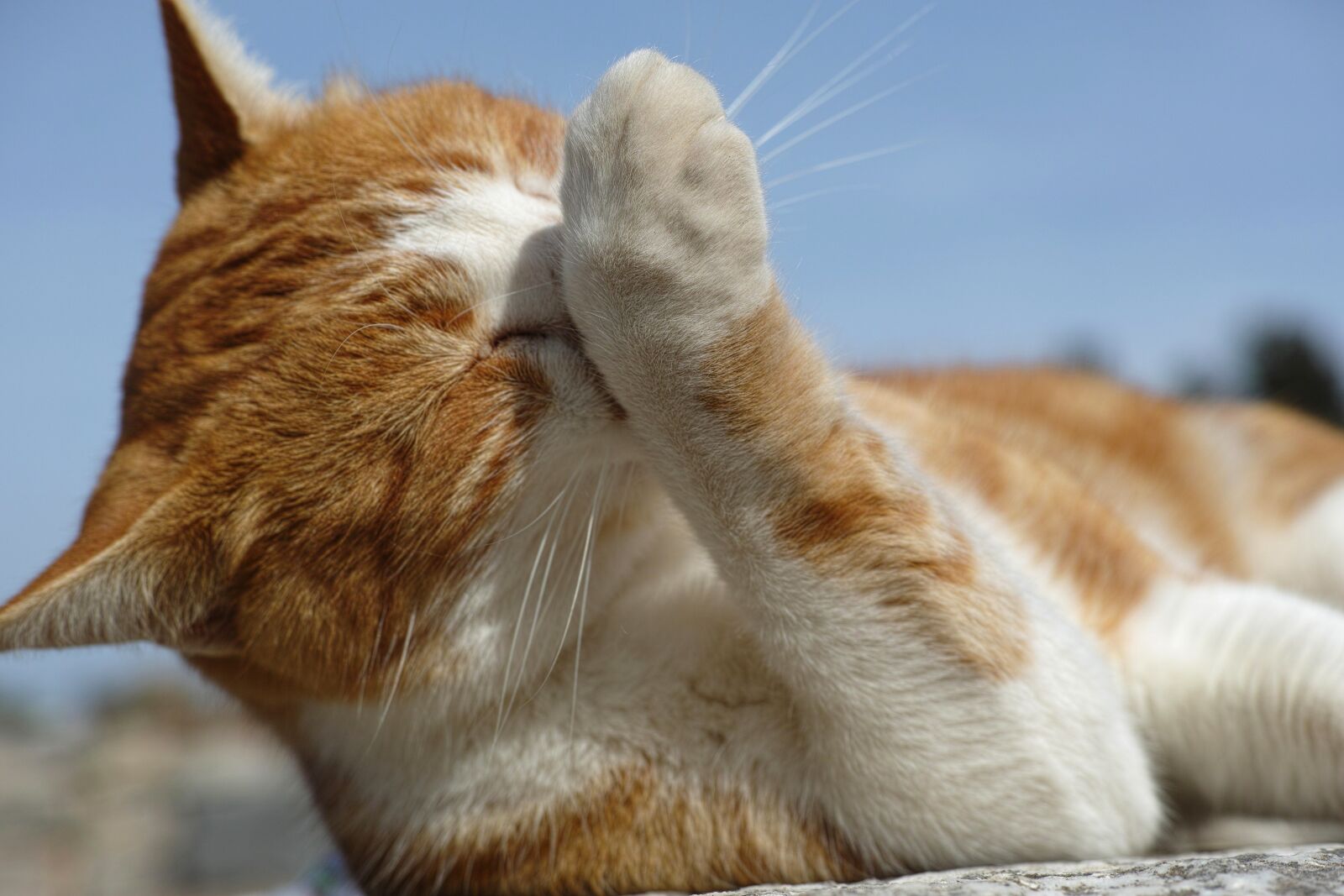 Sigma DP3 Merrill sample photo. Cat, cute, yellow photography