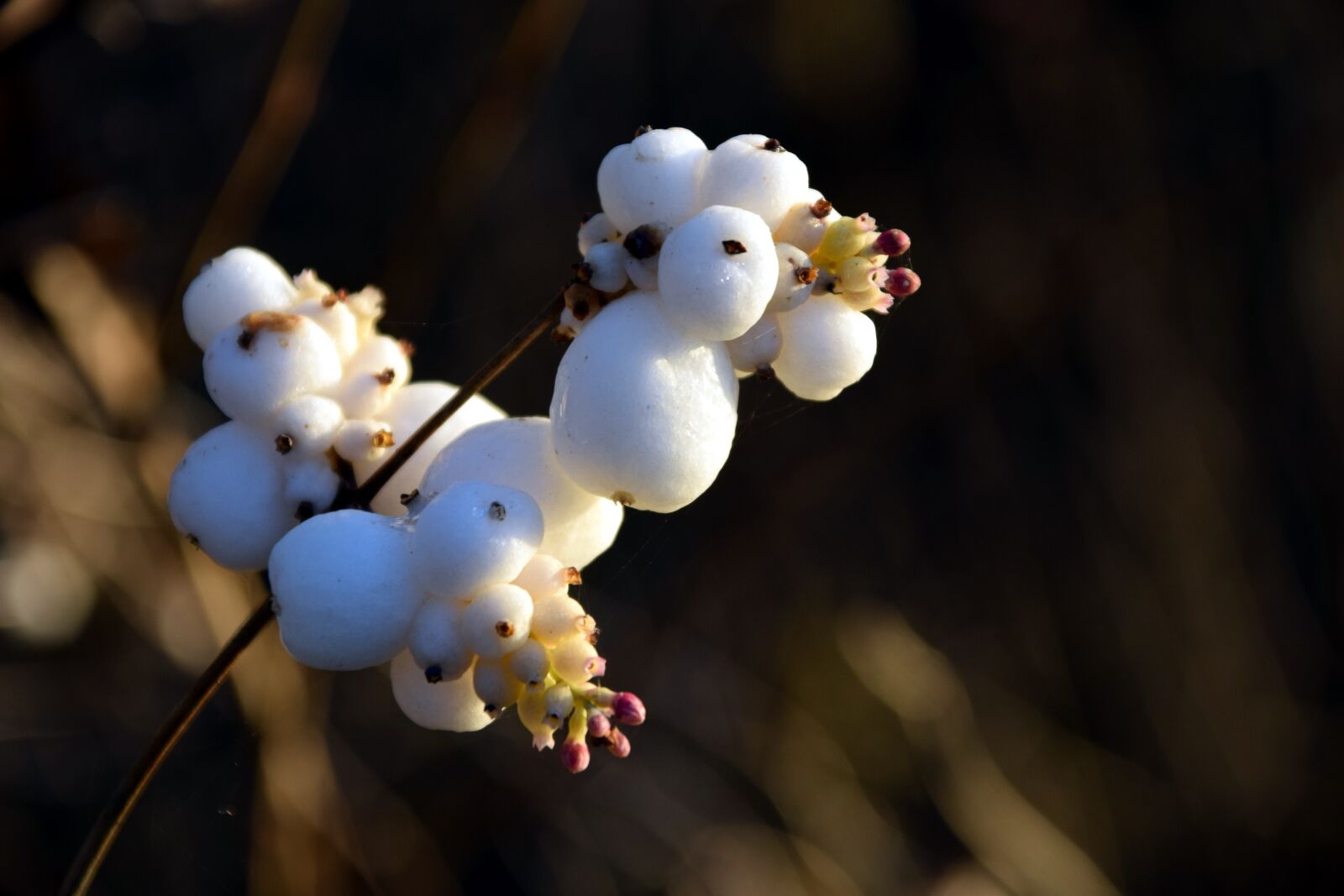 Nikon D3300 sample photo. Snow berry, knallerbsenstrauch, snowberry photography
