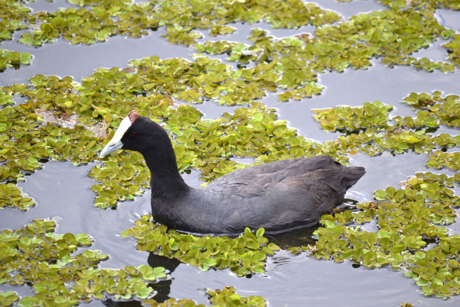 Nikon D3100 sample photo. Duck, lake, water photography