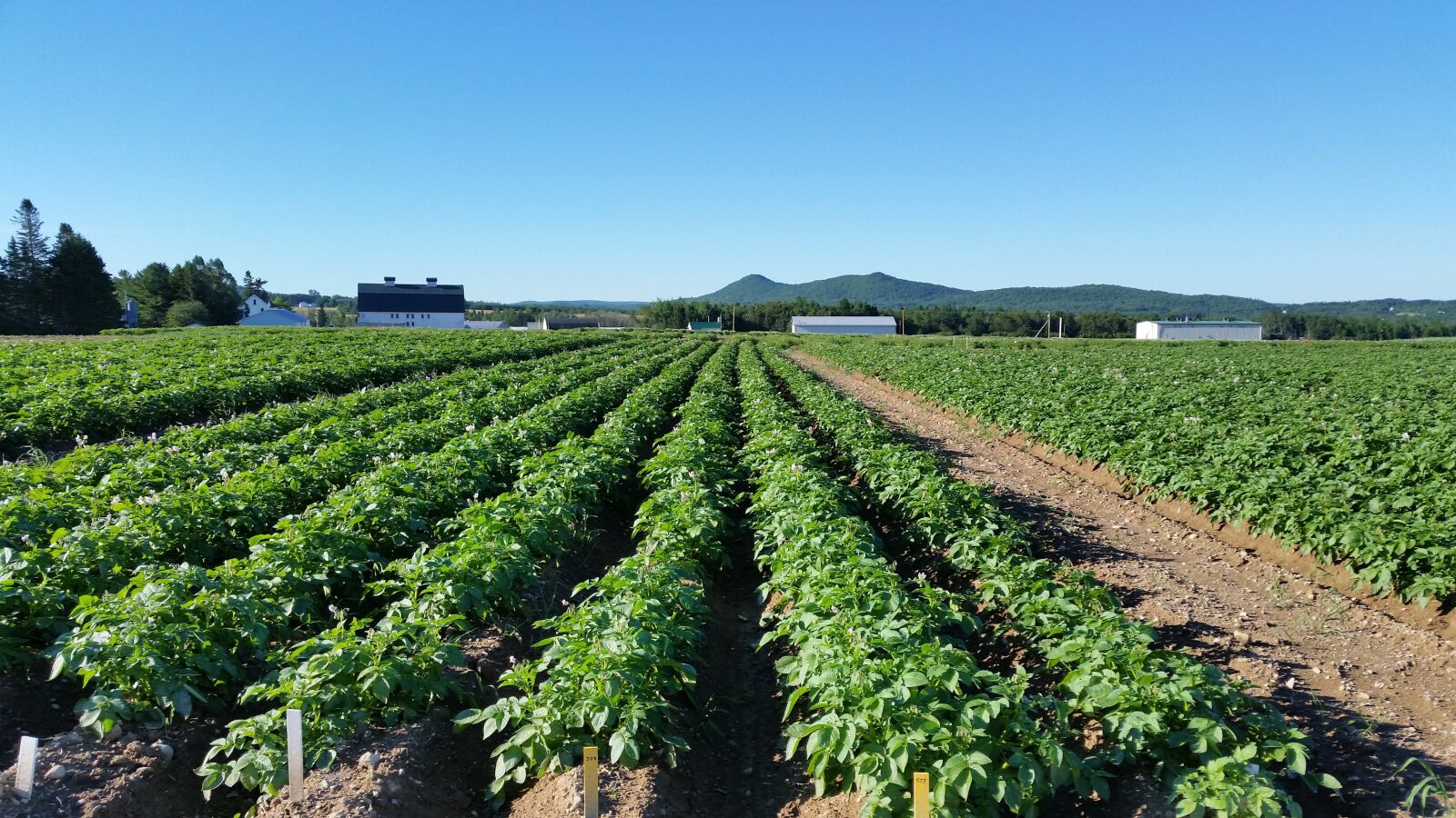 Samsung Galaxy S5 sample photo. Maine, potato, field photography