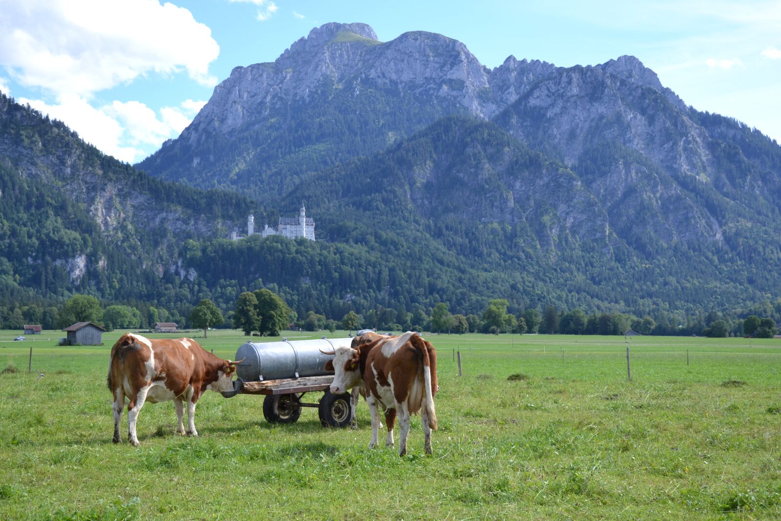 Nikon D3100 sample photo. Allgäu, cows, agriculture photography