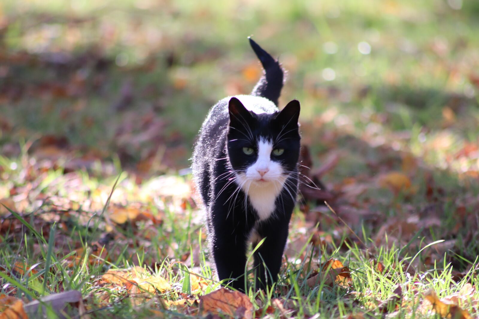 Canon EOS 800D (EOS Rebel T7i / EOS Kiss X9i) sample photo. Cat, pets, autumn leaves photography