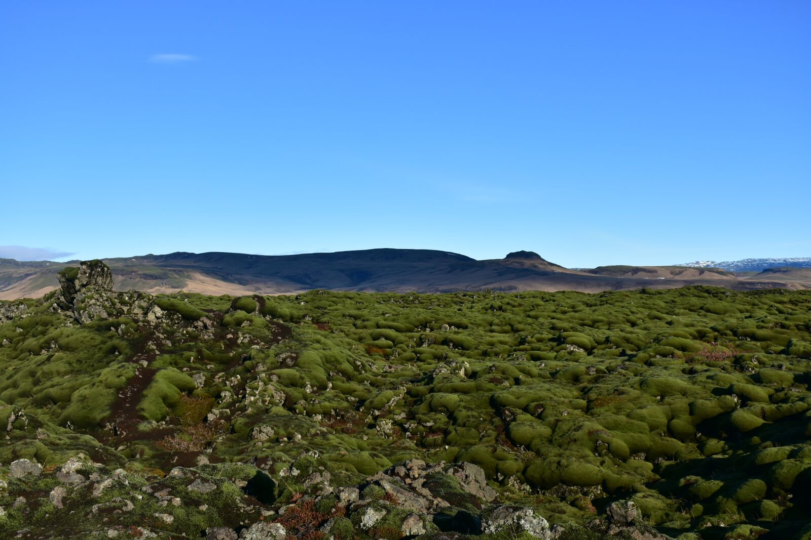 Nikon D7200 sample photo. Iceland, lávamező, lichen photography
