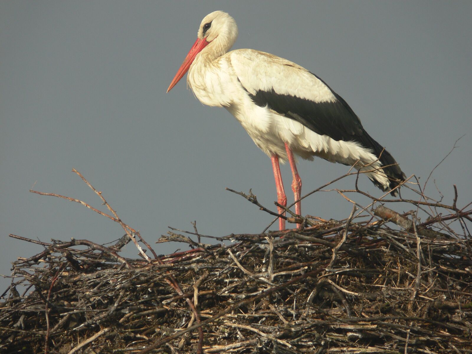 Panasonic DMC-FZ30 sample photo. Stork, sunny, blue photography