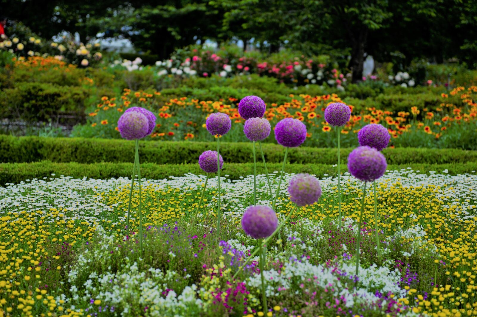 Nikon D3S sample photo. Flowers, flower garden, garden photography