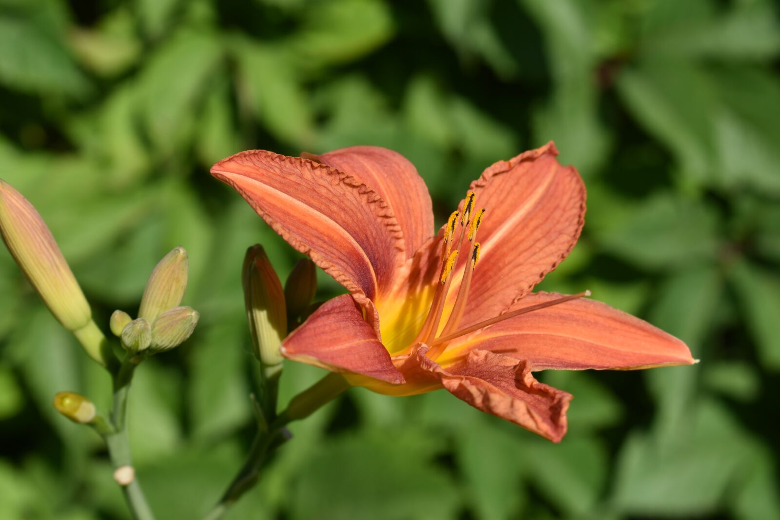 Nikon D3400 sample photo. Day-lily, orange, flower photography