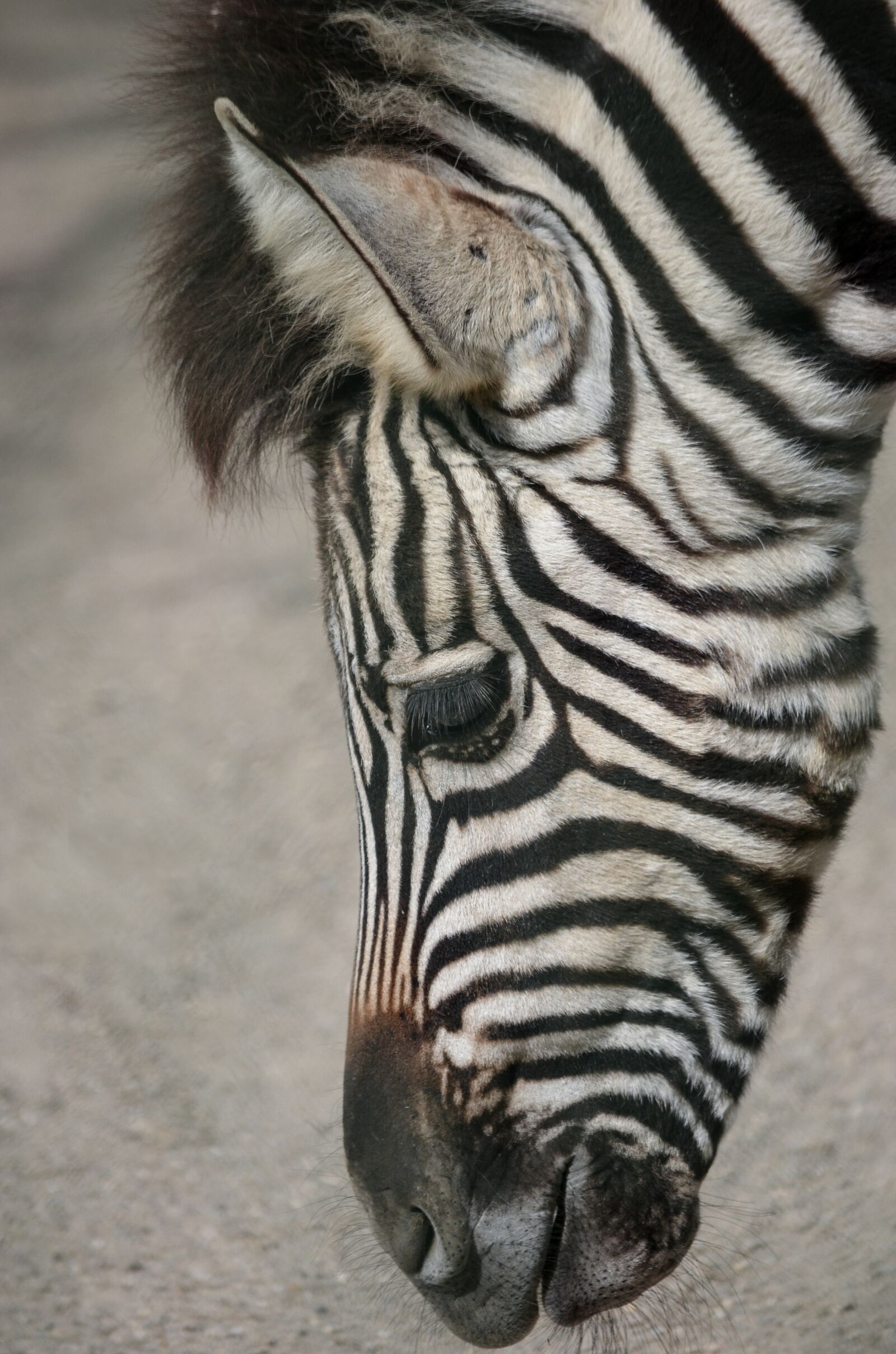 Nikon D5100 sample photo. Plains zebra, head, zebra photography