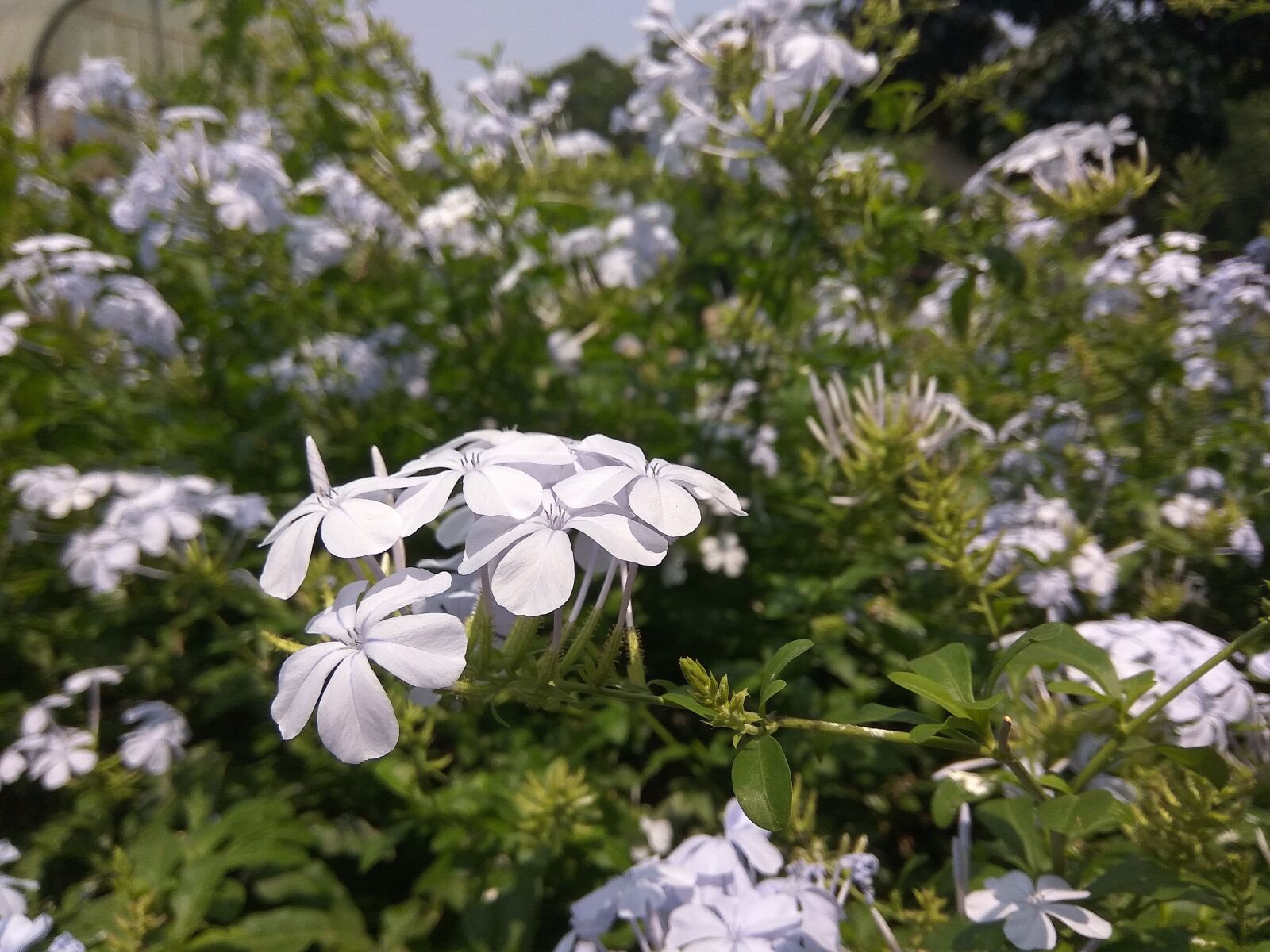Xiaomi Redmi Note3 sample photo. Flowers, garden, purple photography