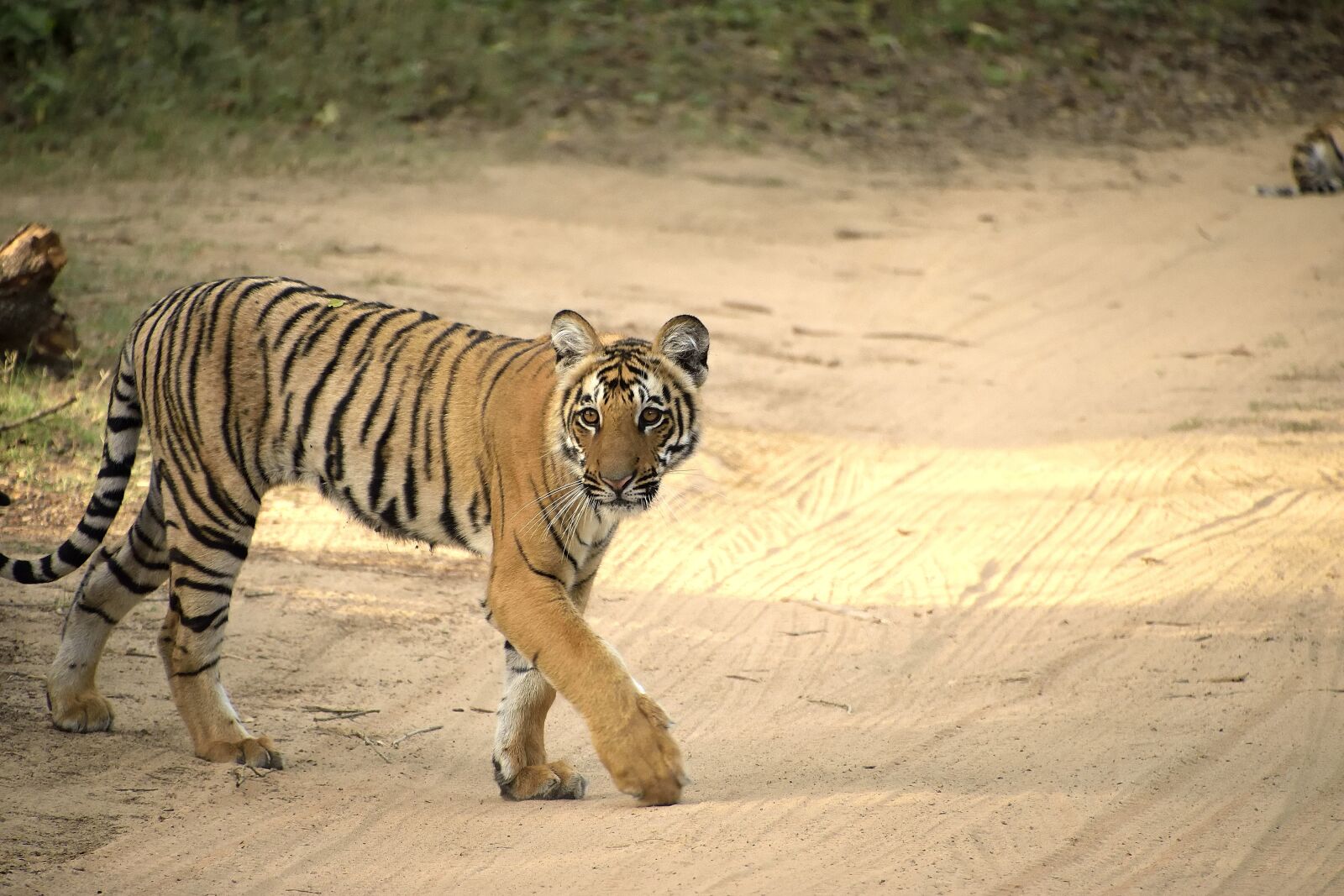 Nikon D5300 sample photo. Tiger, cub, jungle photography
