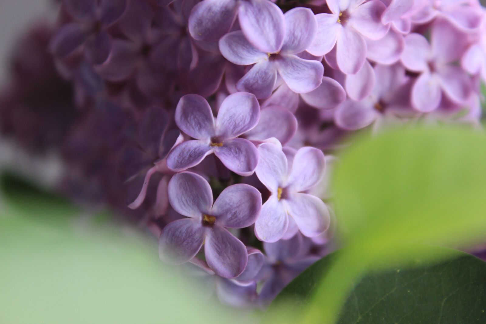 Canon EOS 600D (Rebel EOS T3i / EOS Kiss X5) sample photo. Flower, blossom, bloom photography