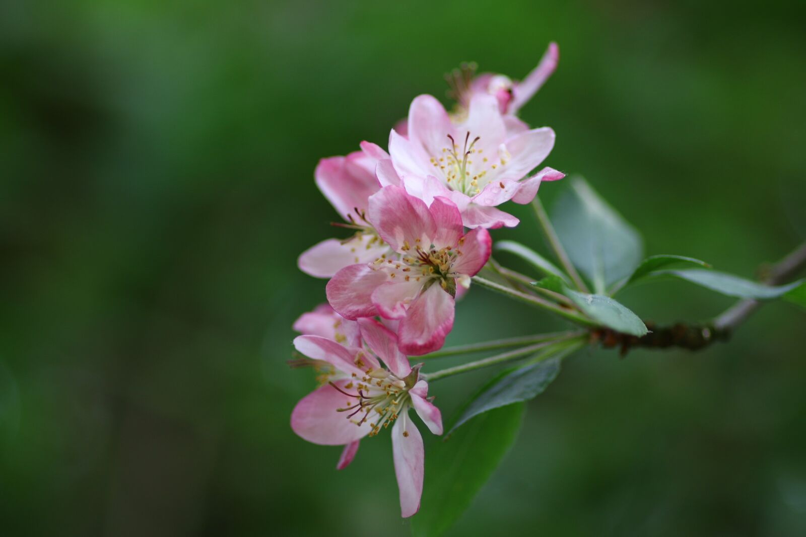 Canon EOS 70D sample photo. Flower, apple, malus photography