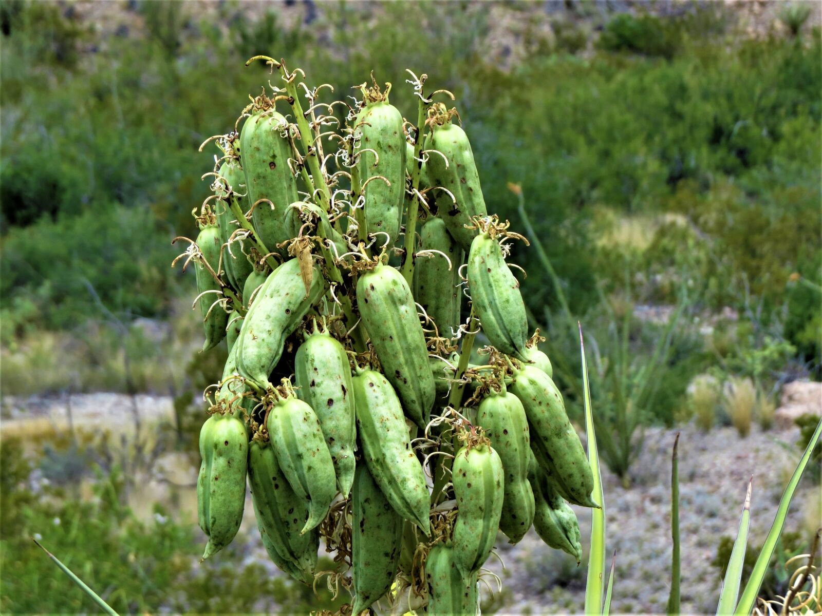 Canon PowerShot SX50 HS sample photo. Cactus, seed pods, hiking photography