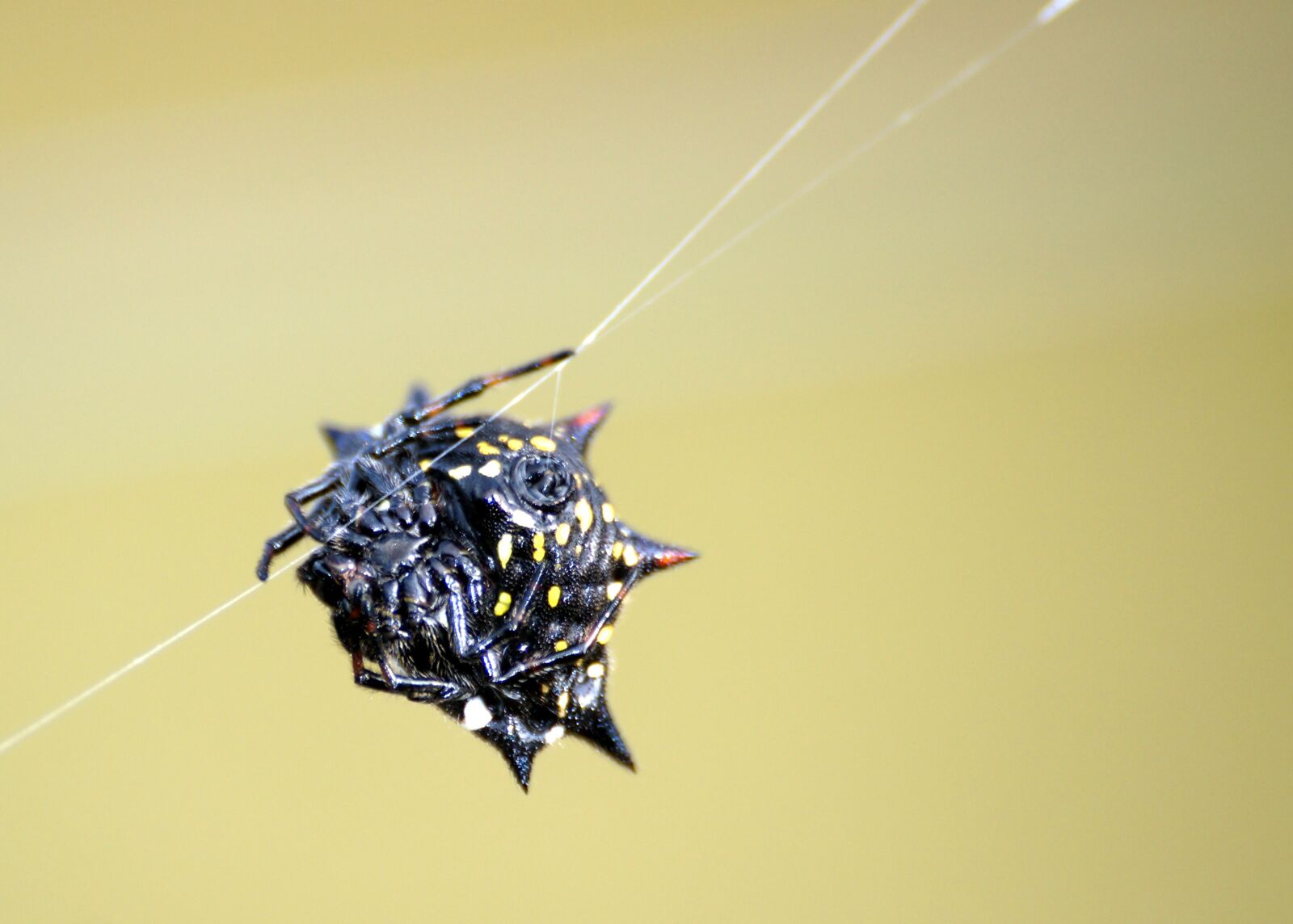 Sony SLT-A57 sample photo. Spider, web, weaver photography