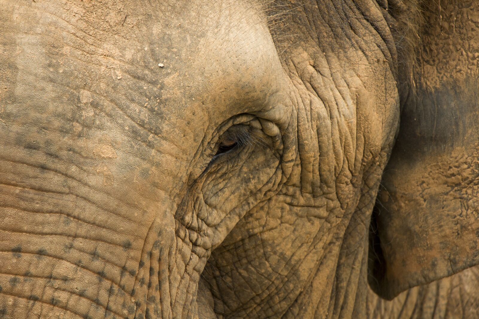 Canon EOS 70D sample photo. Elephant, safari, nature photography