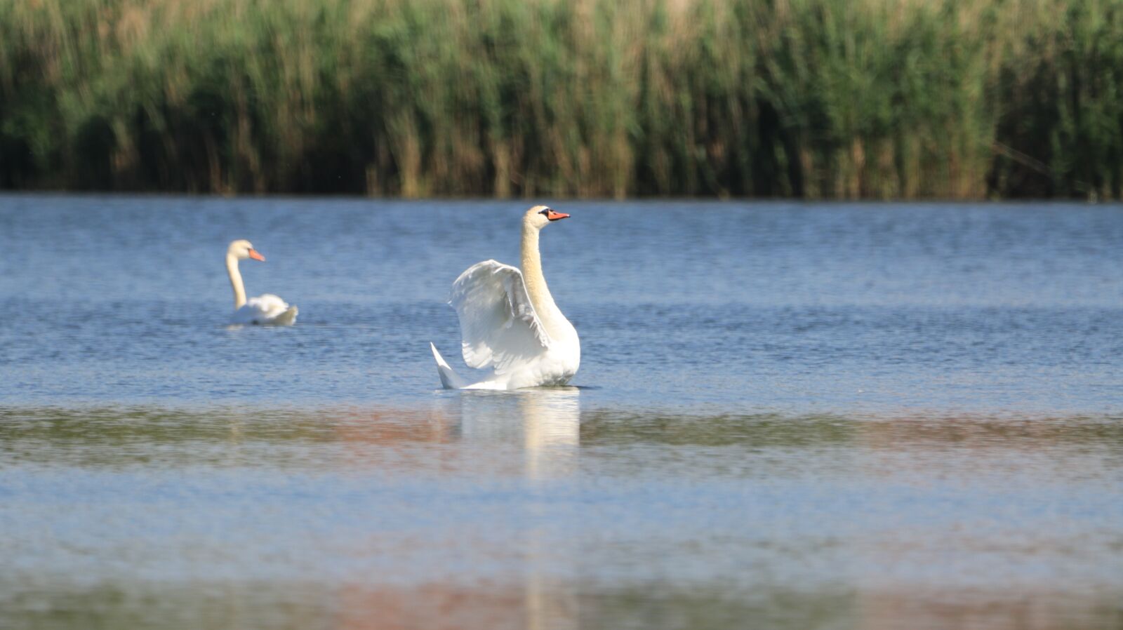 150-600mm F5-6.3 DG OS HSM | Contemporary 015 sample photo. Swan, lake, bird photography