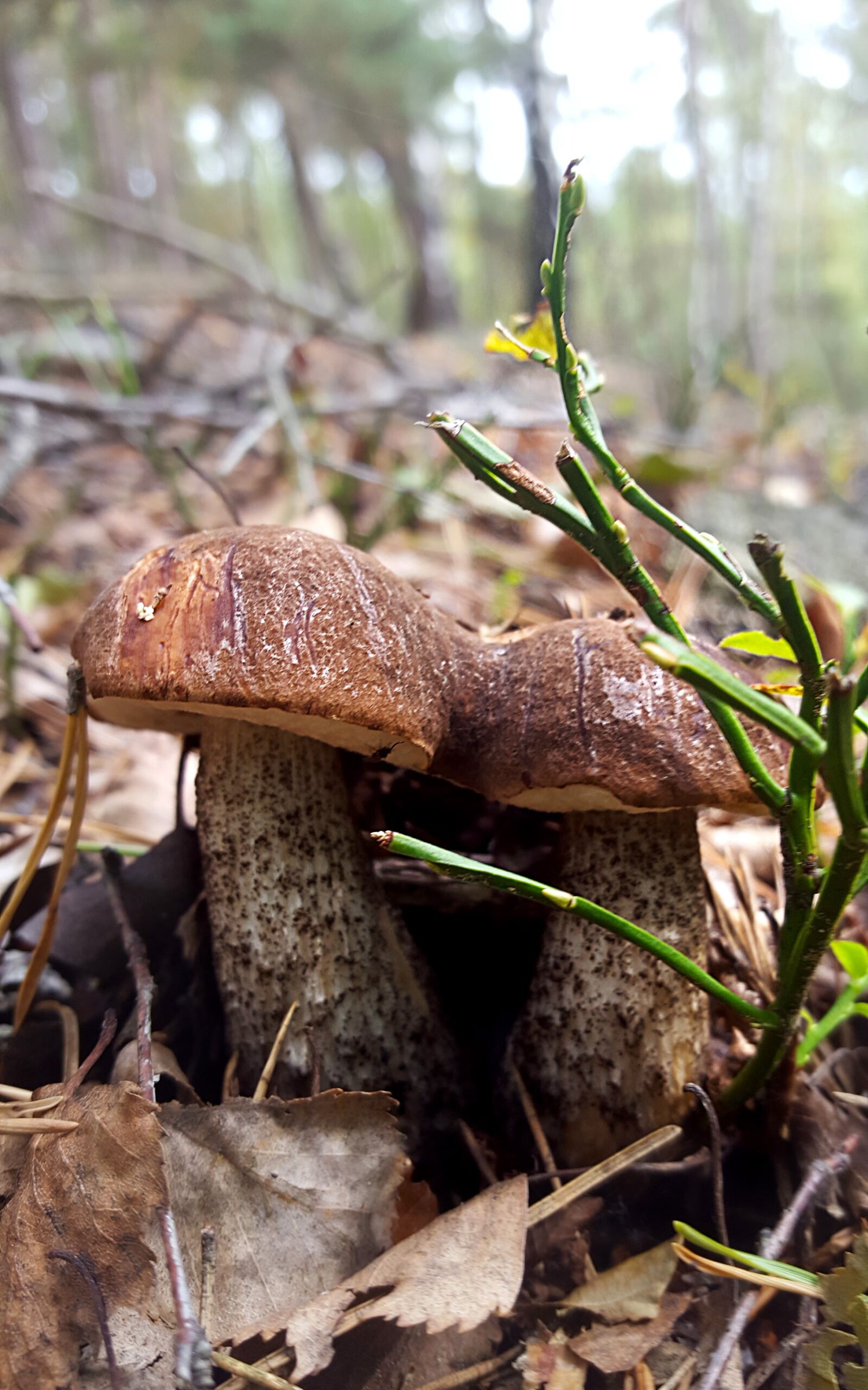 Samsung Galaxy S6 sample photo. Mushroom, autumn, forest photography