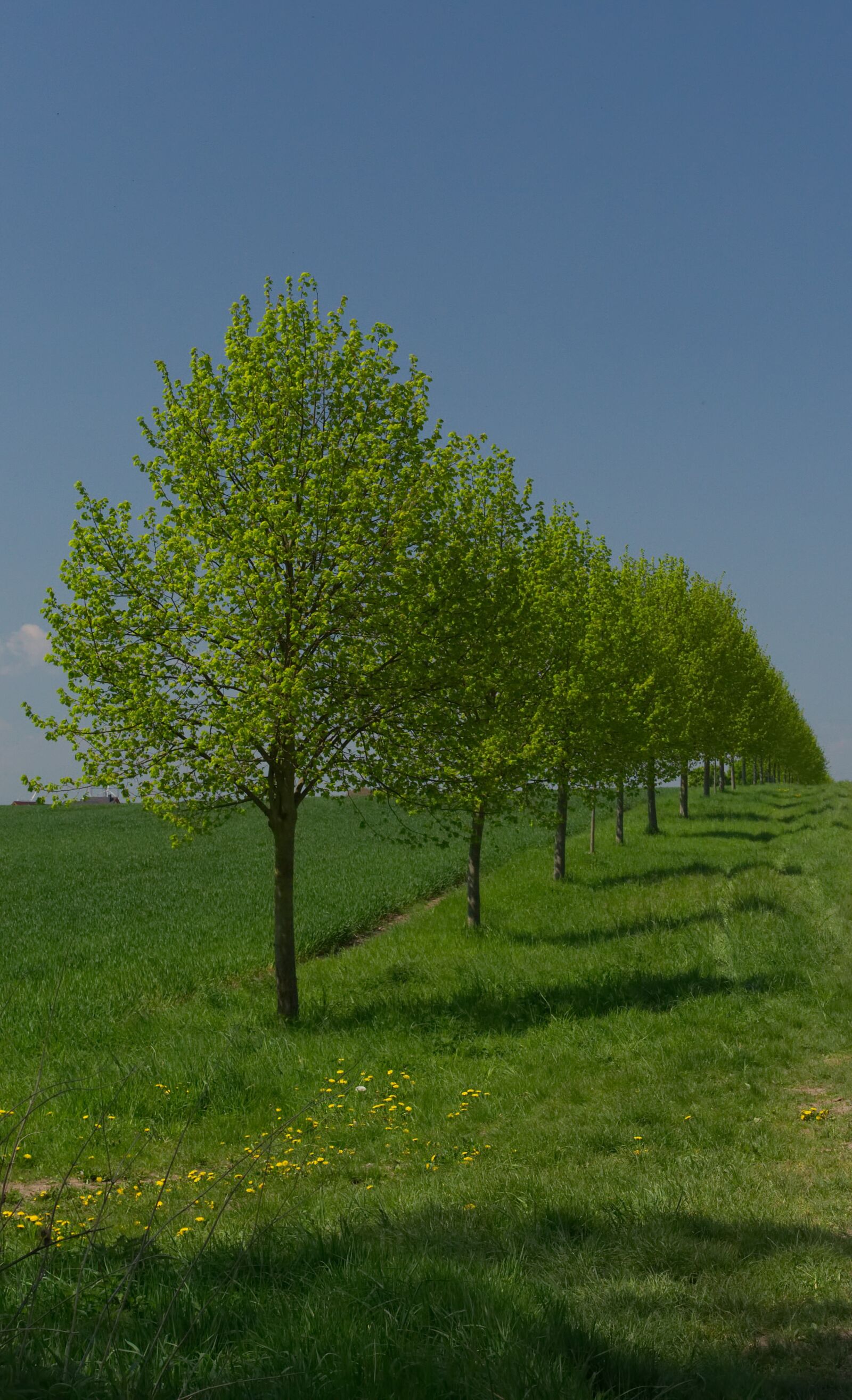 Nikon D3100 sample photo. Tree, row of trees photography