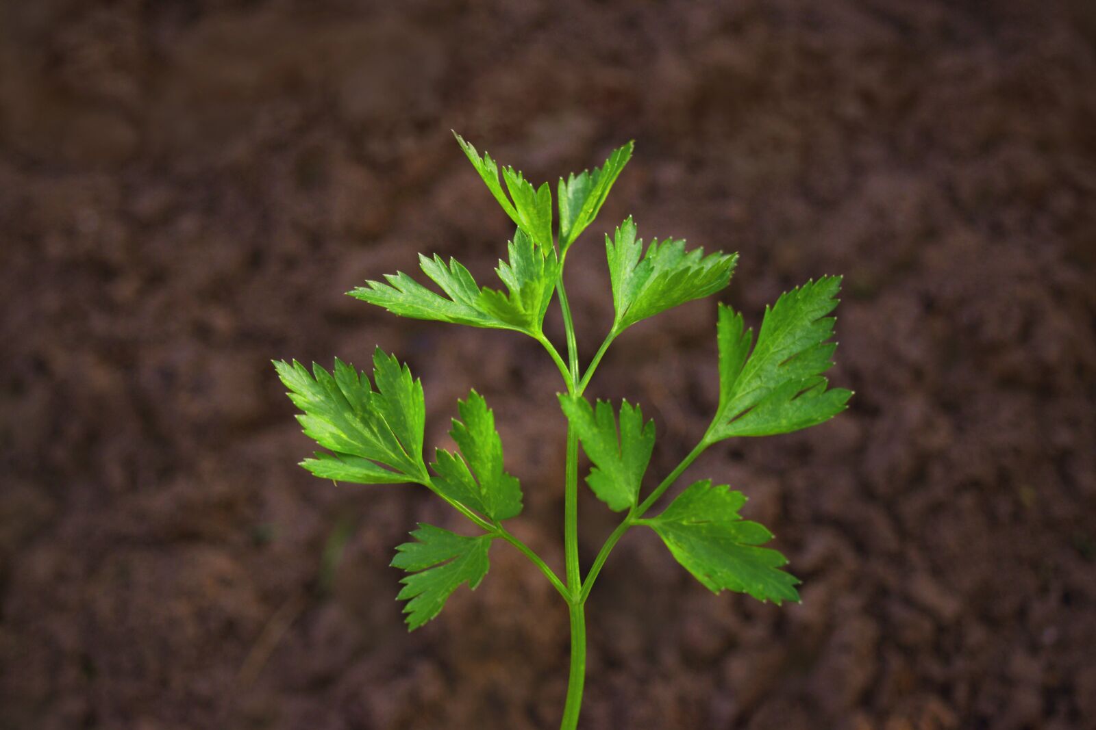 Nikon D3300 sample photo. Parsley, kitchen herbs, herbs photography