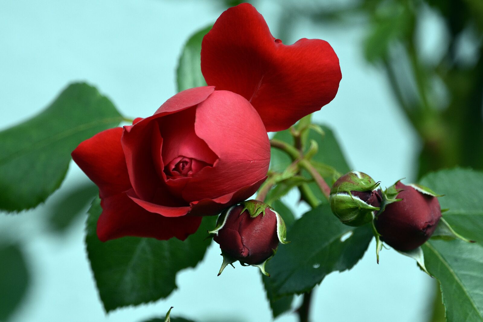 Nikon D3400 sample photo. Roses, rose, flower photography