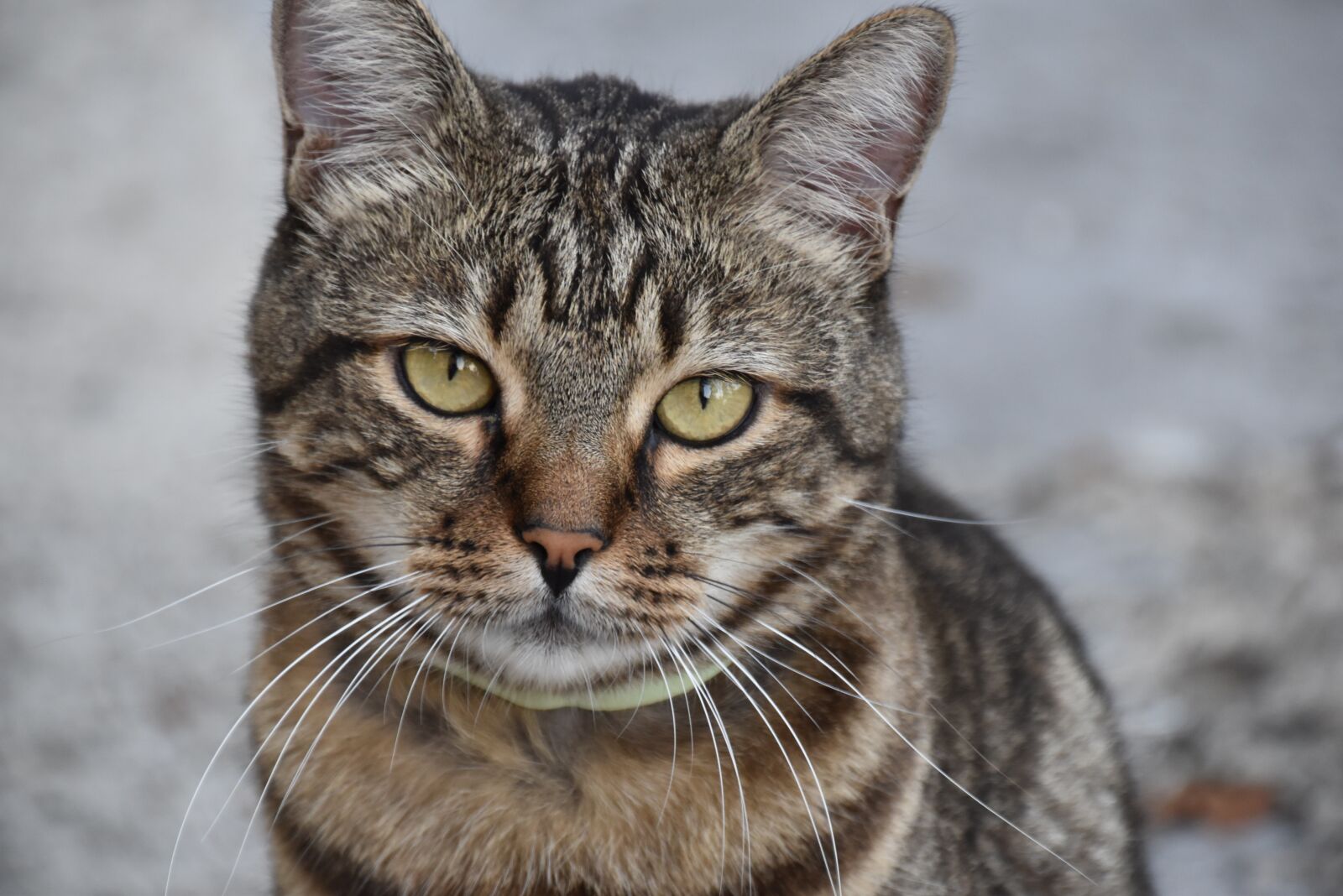 Nikon D5600 sample photo. Cat, sad, sweet photography