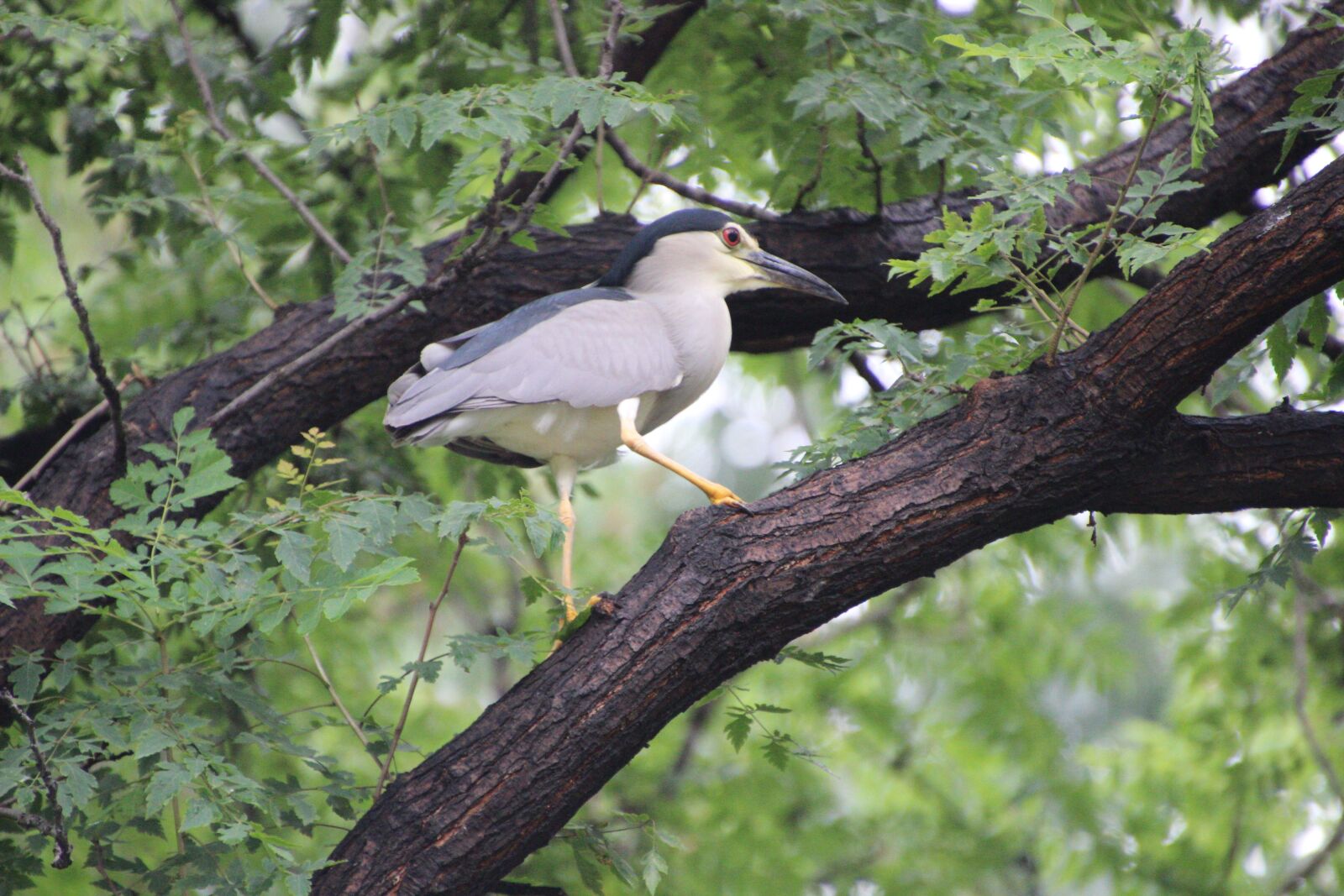 Canon EOS 600D (Rebel EOS T3i / EOS Kiss X5) sample photo. Night heron, perched night photography