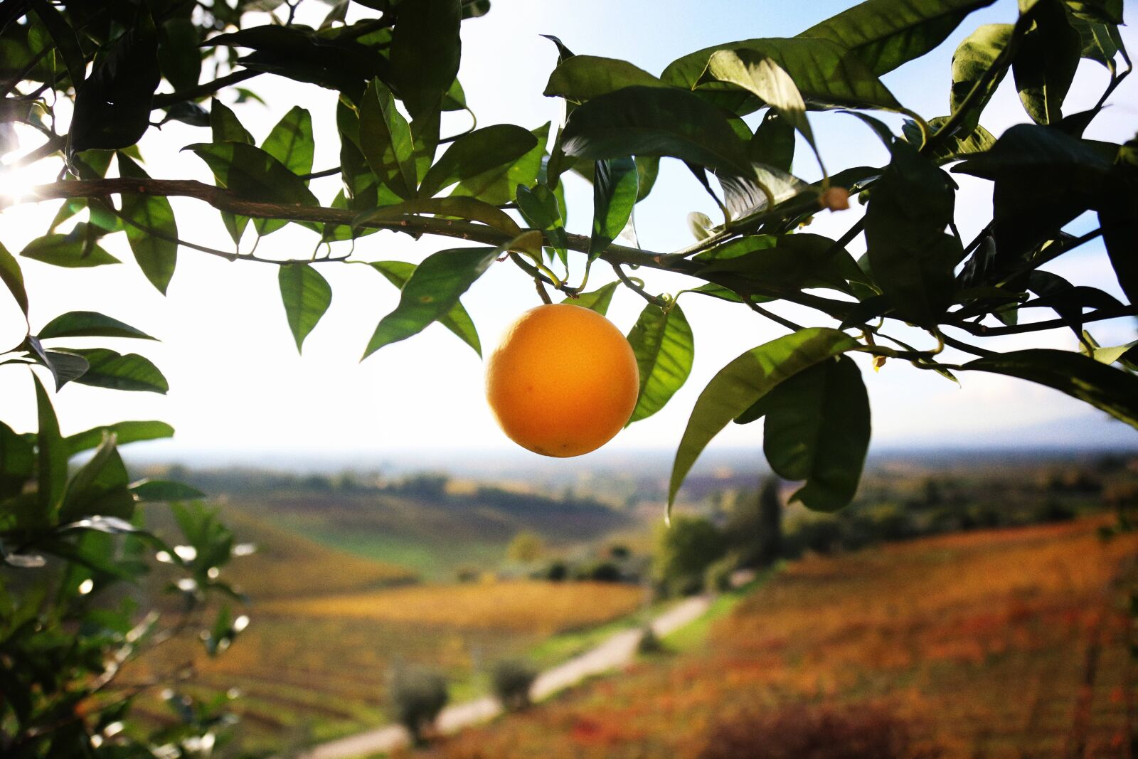Canon EOS 6D + Canon EF 24-105mm F4L IS USM sample photo. Orange, field, agriculture photography