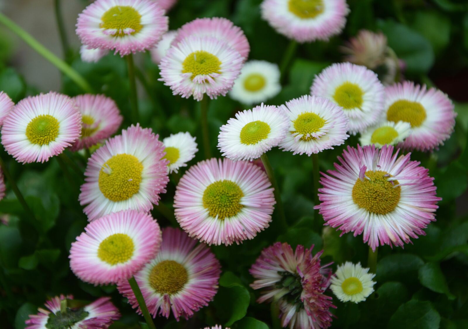 Nikon D5200 sample photo. Flowers, flowers spring, daisies photography