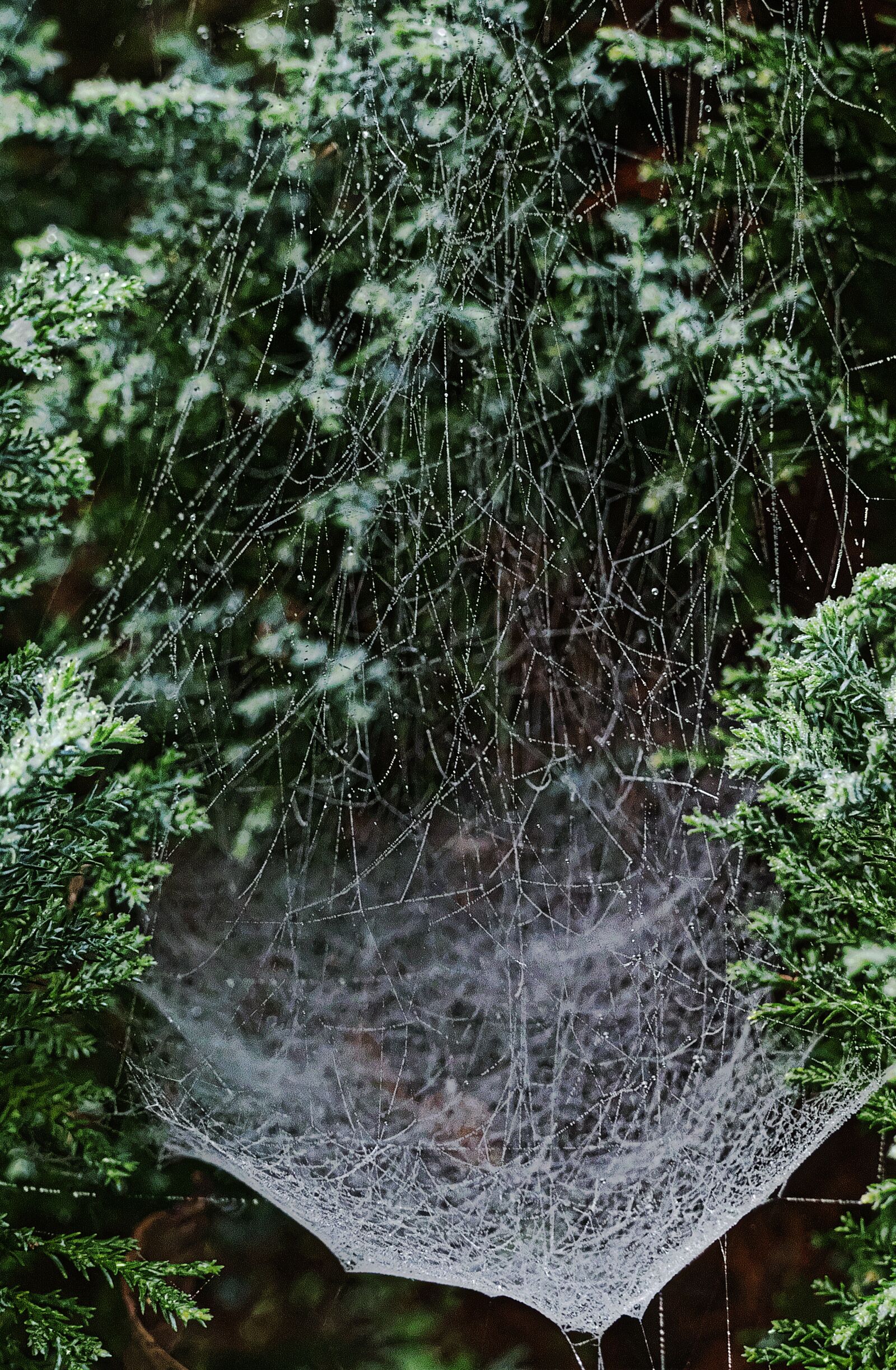 Panasonic Lumix DMC-FZ1000 sample photo. Cobwebs, dewdrop, drip photography