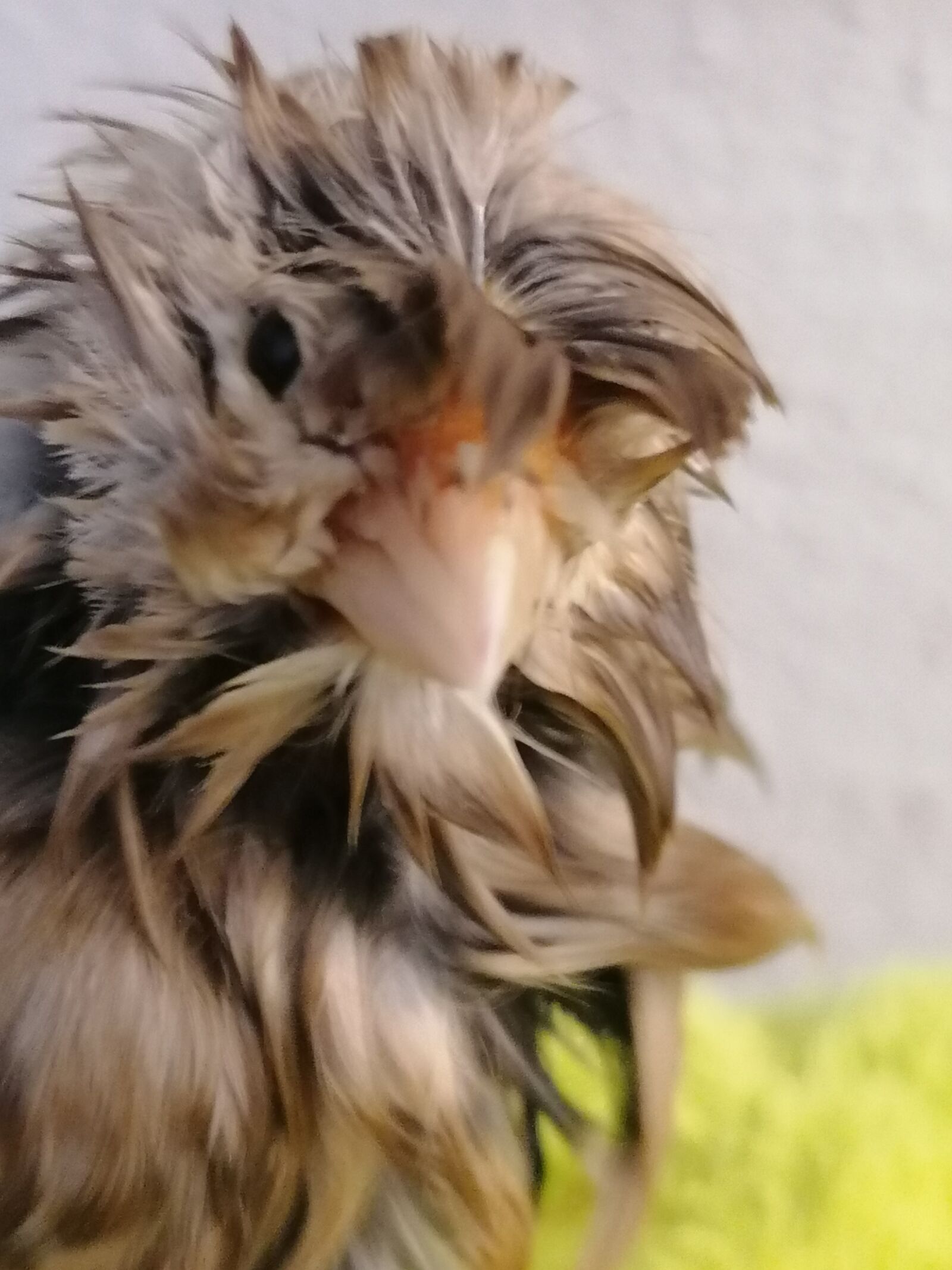 HUAWEI P30 LITE sample photo. Canary, bird, pet photography