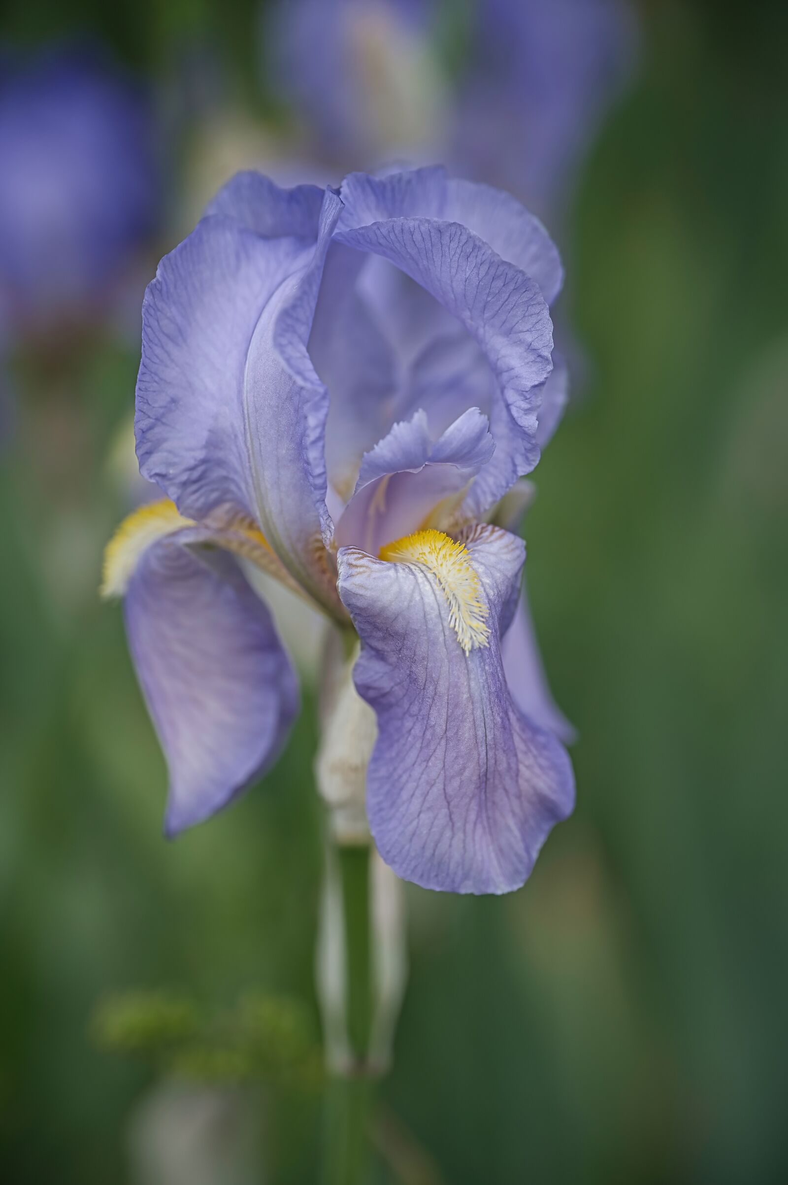 Nikon Nikkor Z 24-70mm F4 S sample photo. Iris, blossom, bloom photography