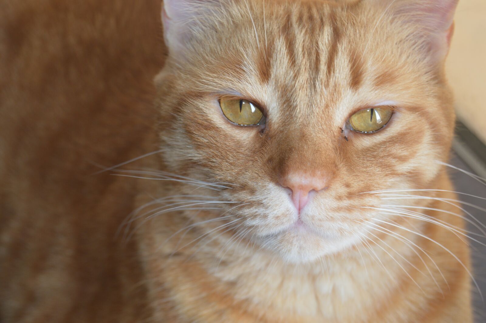 Nikon D3200 sample photo. Pet, kitty, kitten photography