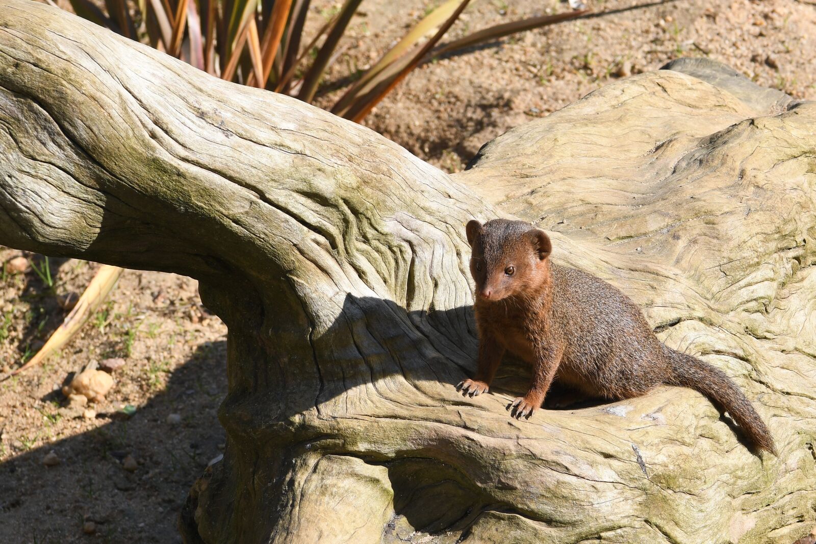 Nikon D850 sample photo. Mongoose, mongoose dwarf, zoo photography