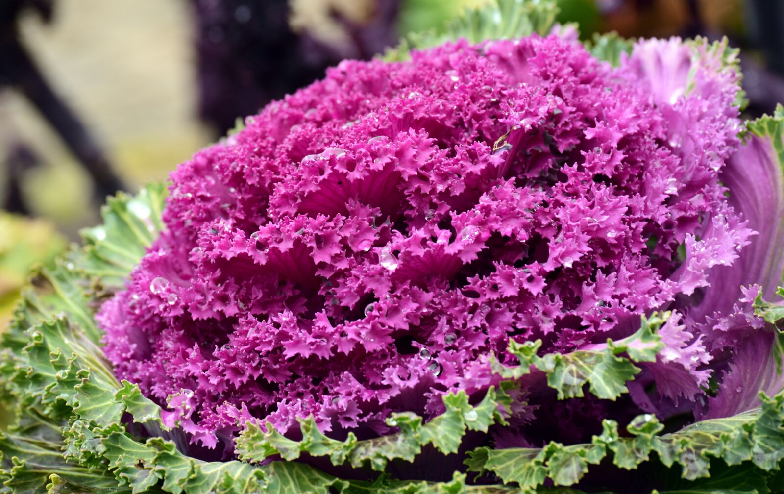 Nikon D3300 sample photo. Kohl, ornamental cabbage, winter photography