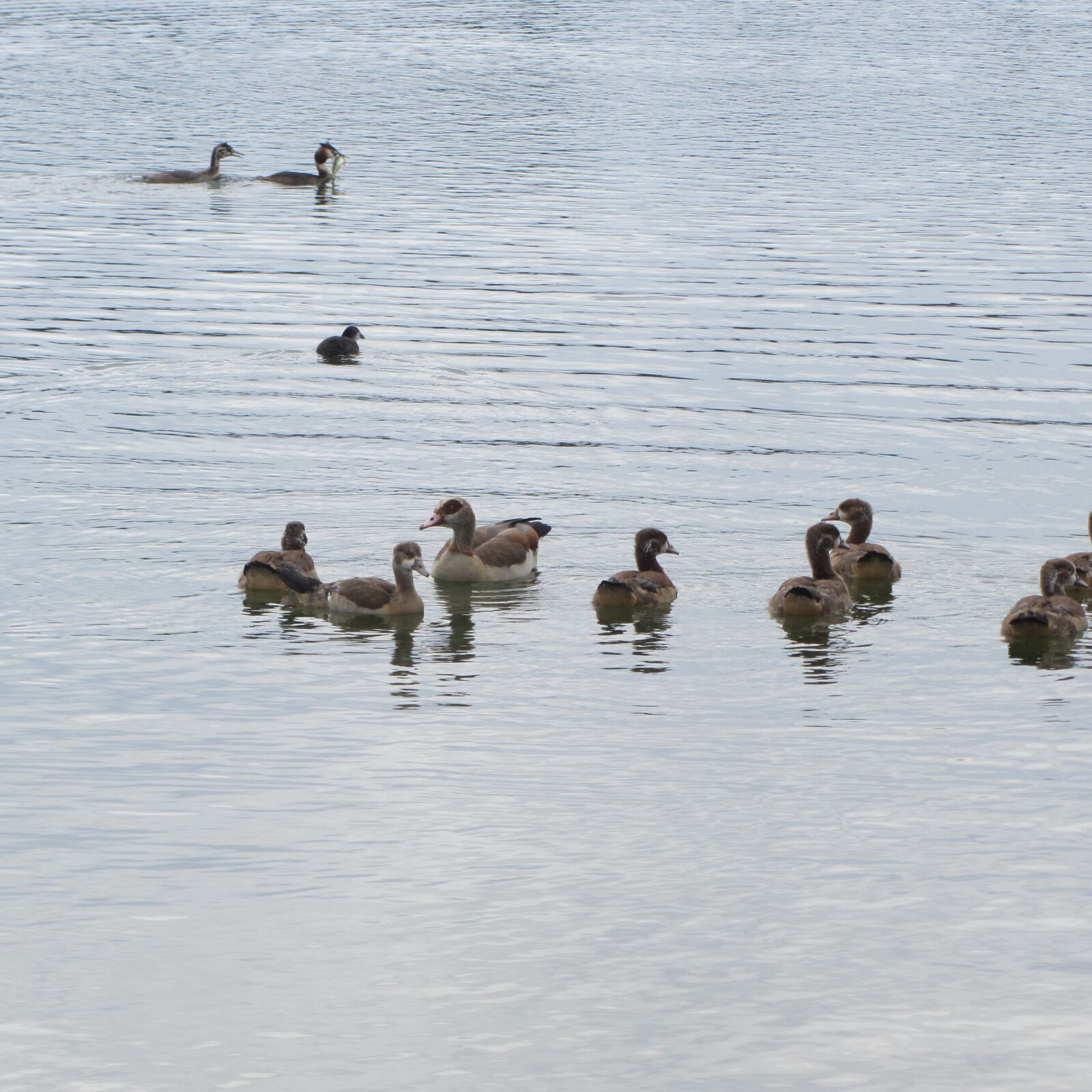 Canon PowerShot SX230 HS sample photo. Ducks, water, water bird photography