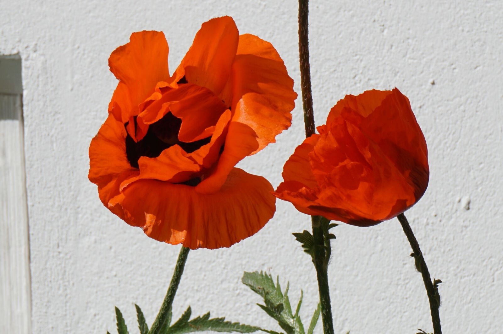 Sony a6000 sample photo. Poppy, garden, red photography