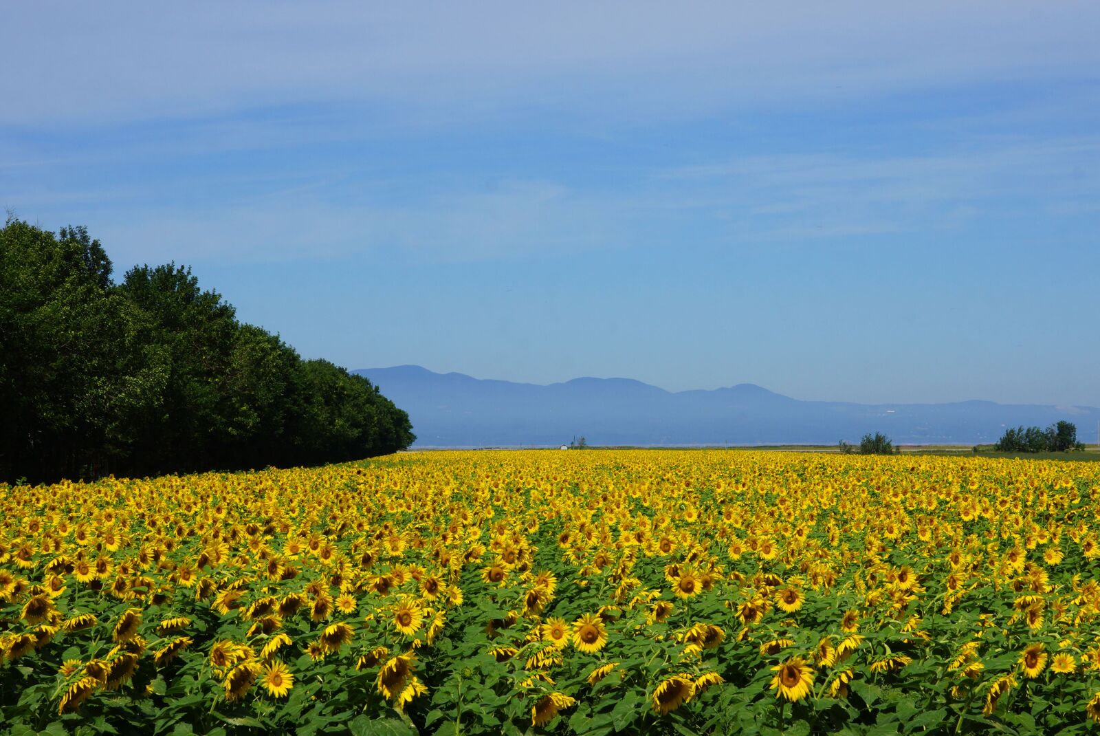 Sony Vario-Sonnar T* DT 16-80mm F3.5-4.5 ZA sample photo. Sunflowers, river, mountains photography