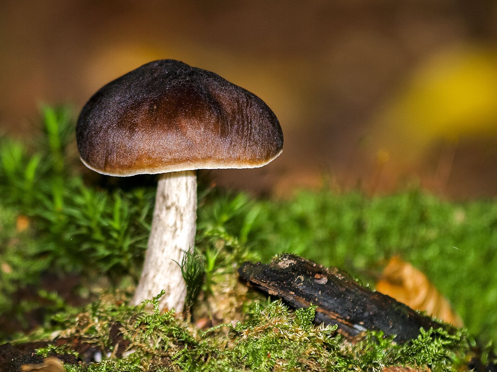 Olympus E-3 sample photo. Mushroom, forest, autumn photography