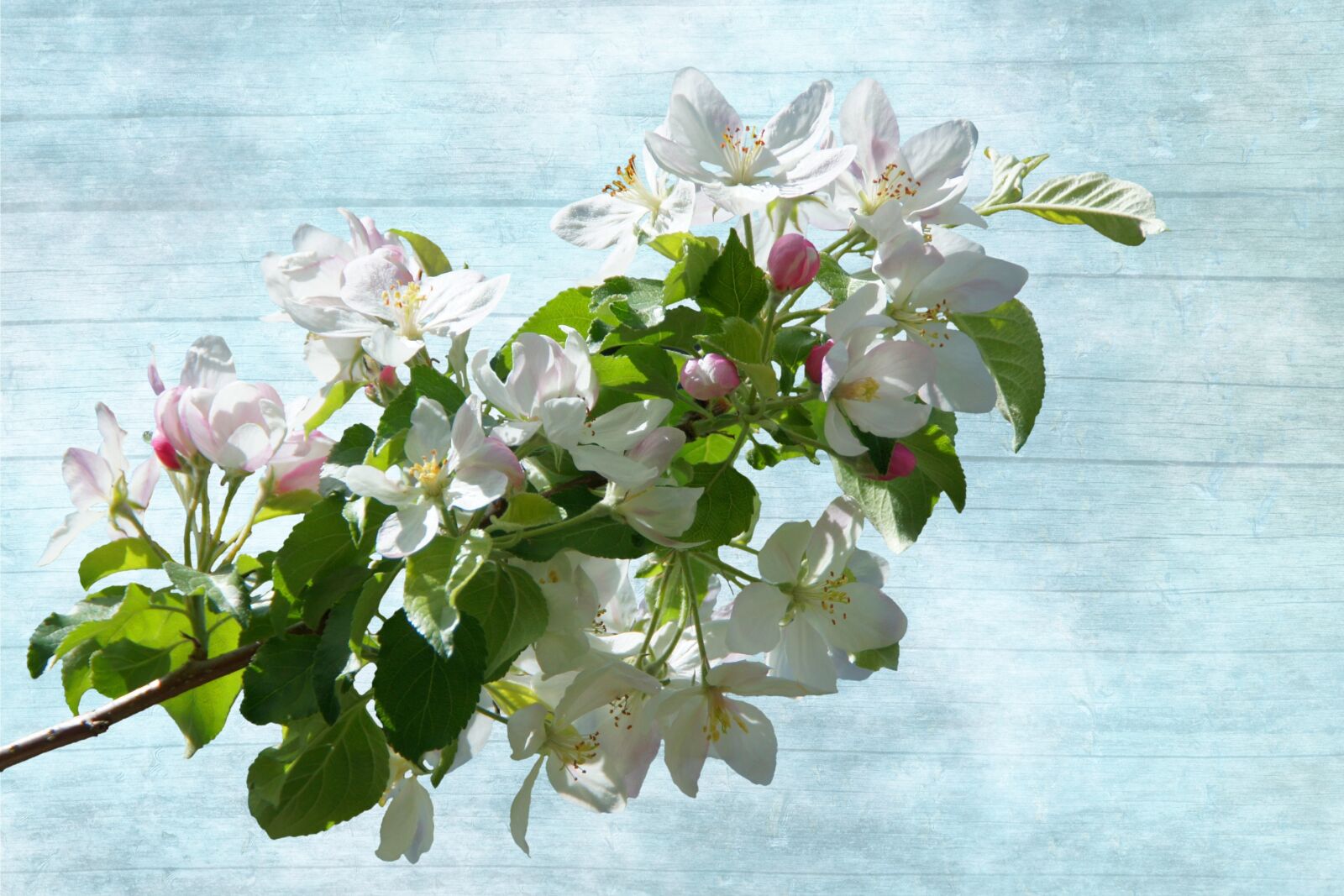 Olympus OM-D E-M1 sample photo. Blossom, bloom, flowering twig photography