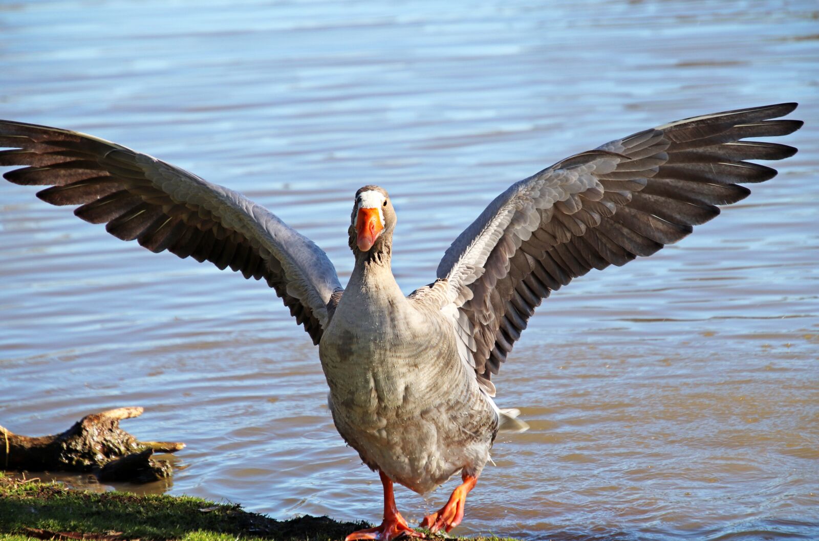 Canon EOS 800D (EOS Rebel T7i / EOS Kiss X9i) sample photo. Goose, bird, wings photography