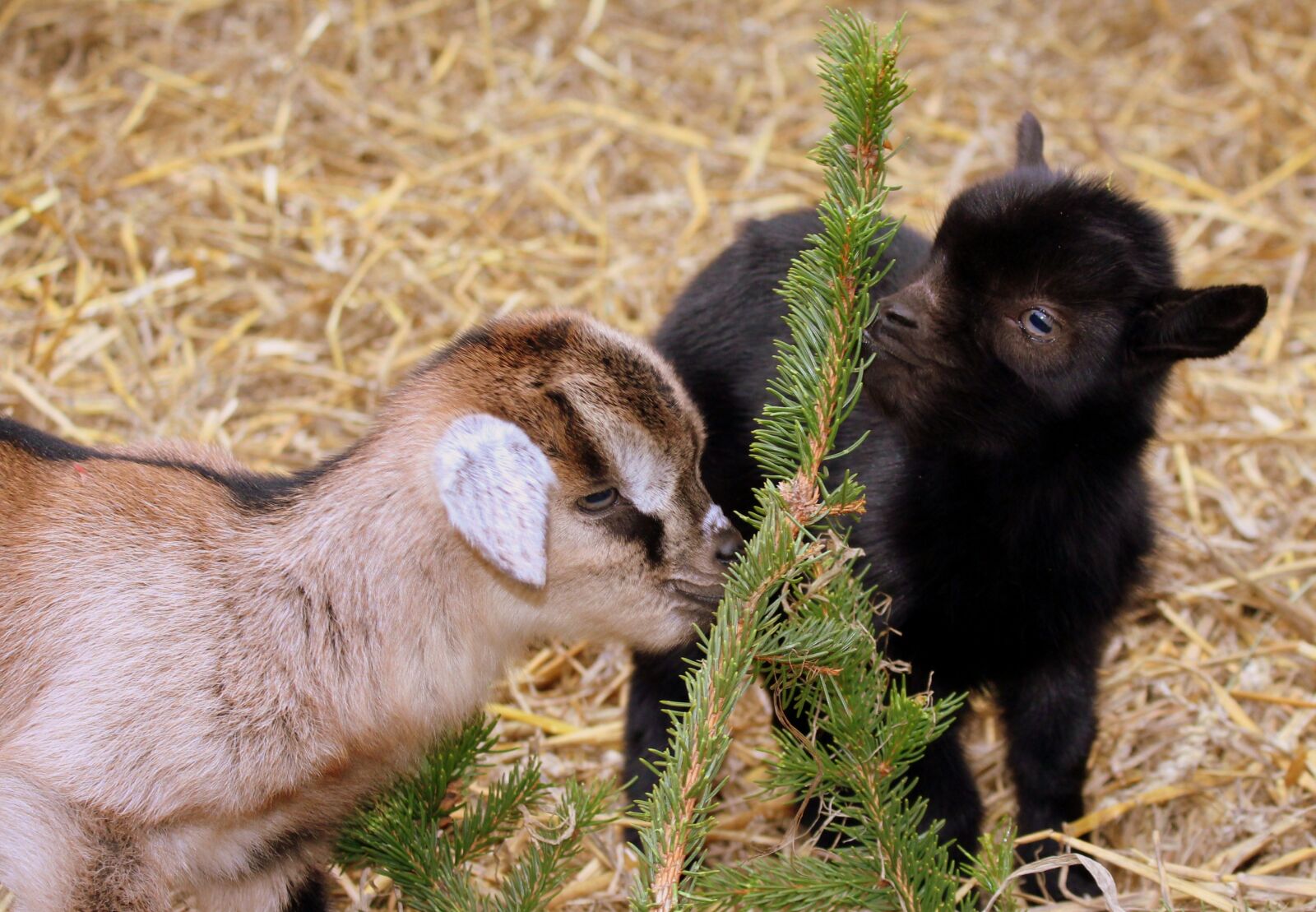 Canon EOS 1200D (EOS Rebel T5 / EOS Kiss X70 / EOS Hi) sample photo. Goat, young, farm animals photography