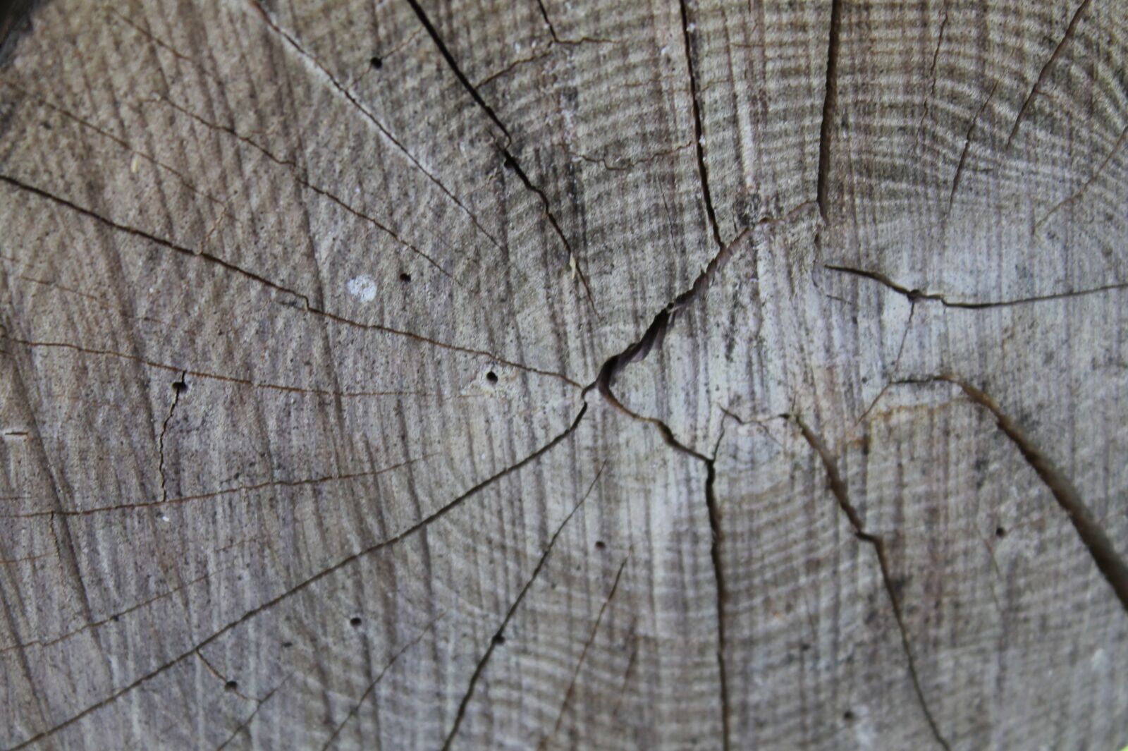 Canon EOS 1100D (EOS Rebel T3 / EOS Kiss X50) sample photo. Tribe, wood, tree photography