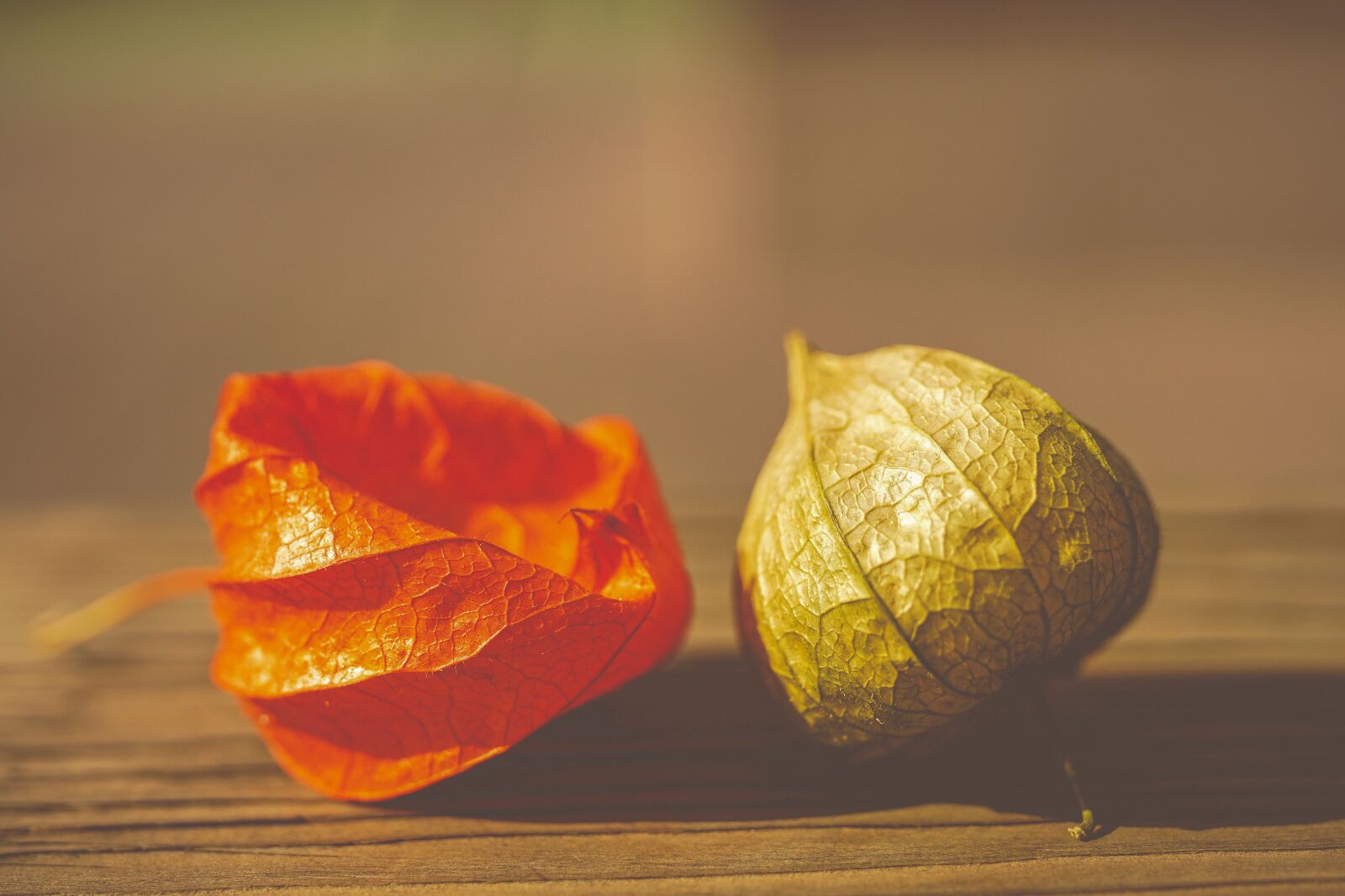 35mm F1.4 sample photo. Lampionblume, orange, physialis photography