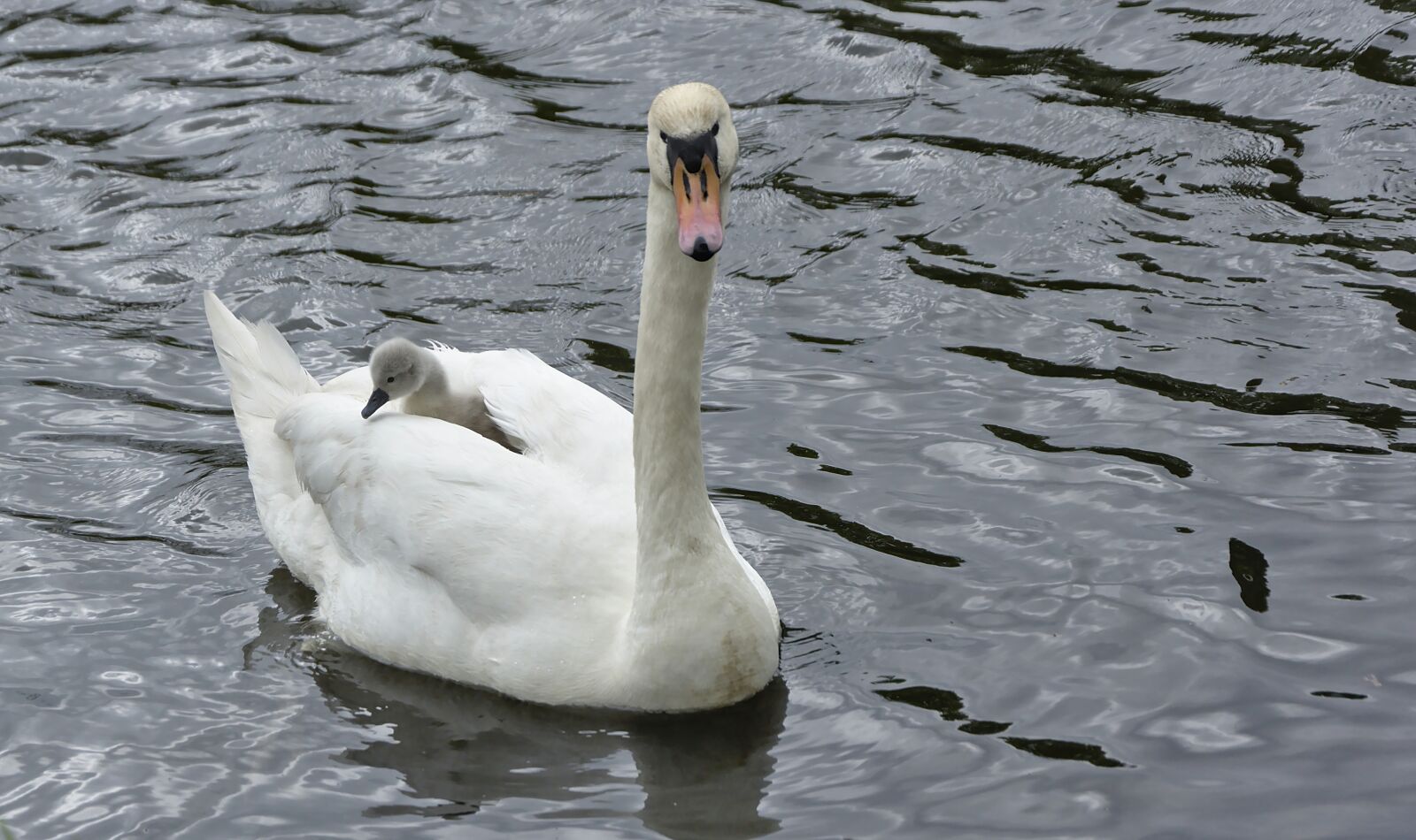 Nikon D5600 sample photo. Swan, chicks, mute swan photography