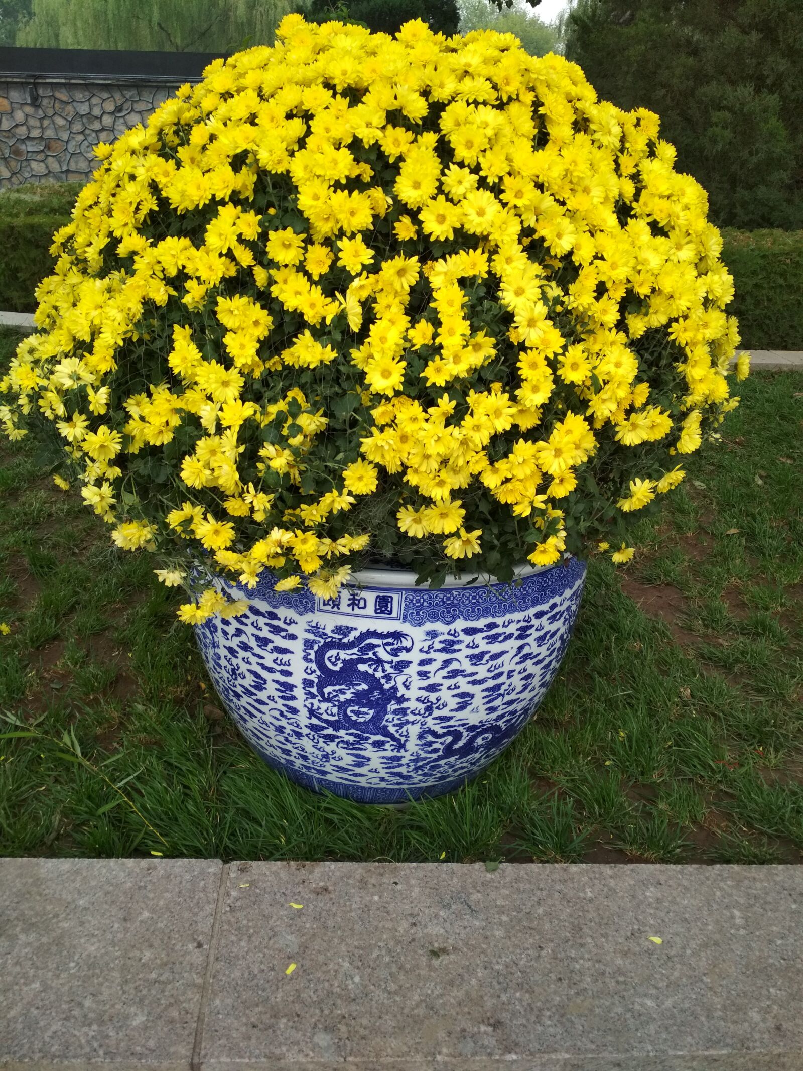 Xiaomi Redmi 4X sample photo. The summer palace, chrysanthemum photography