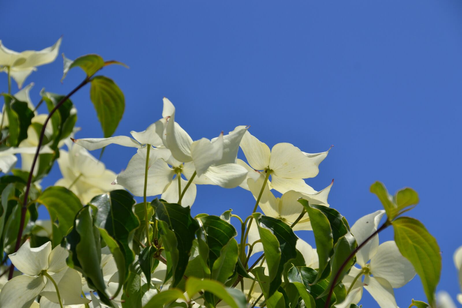 Nikon D3100 sample photo. Flowers, white, sky photography